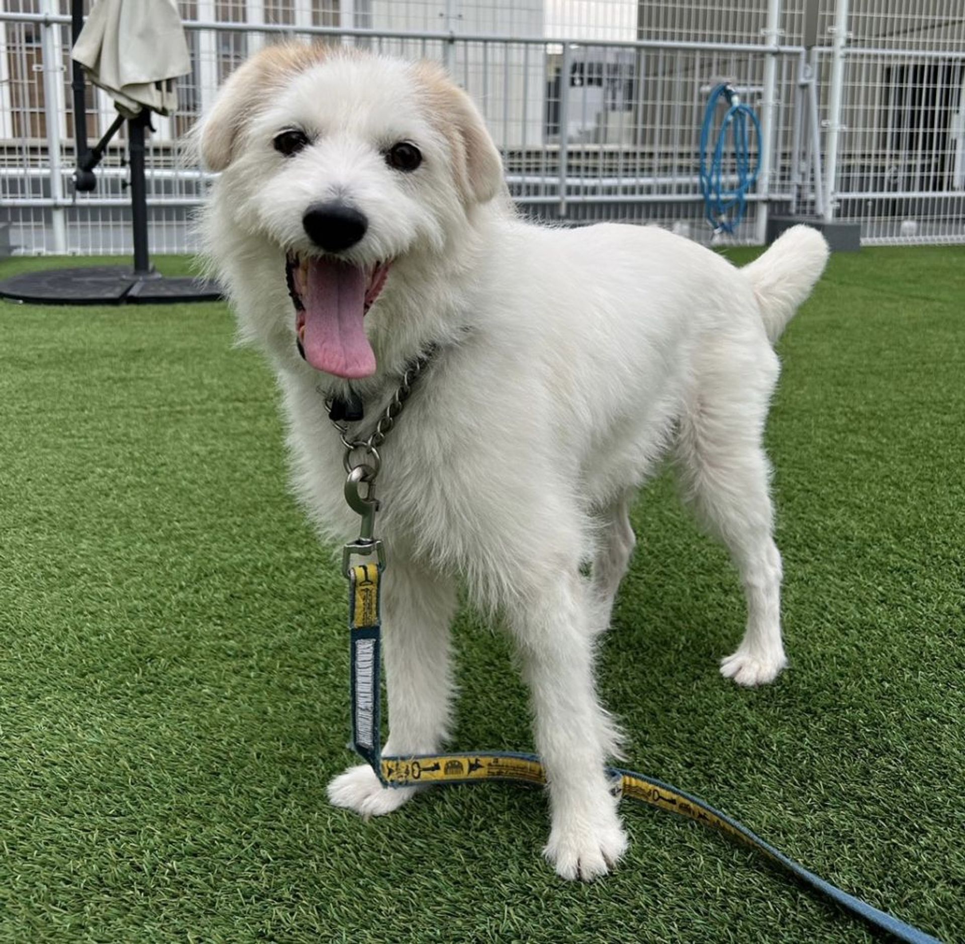 雑種（ミックス犬）・オスの里親募集の写真