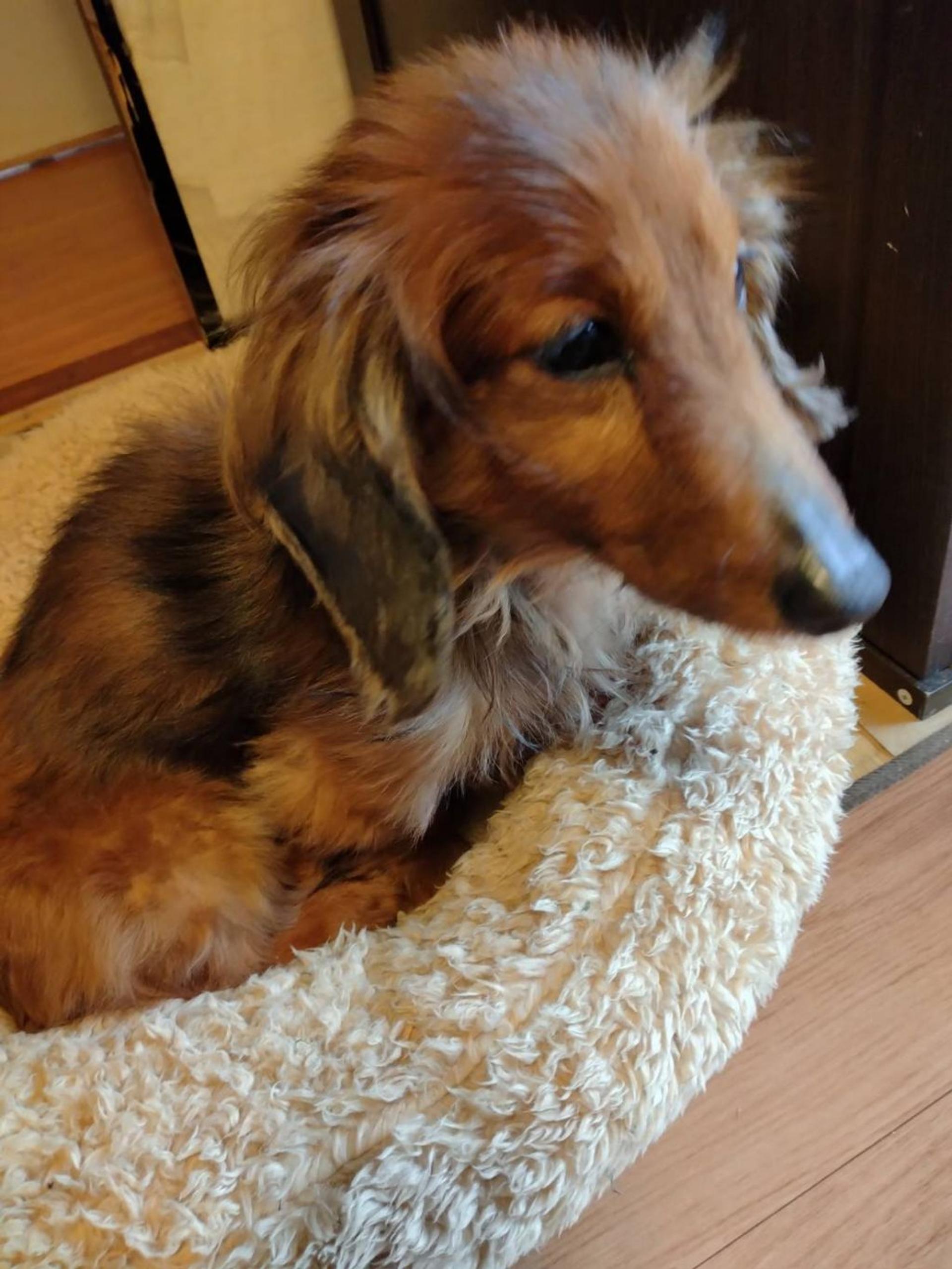 pet-image-3