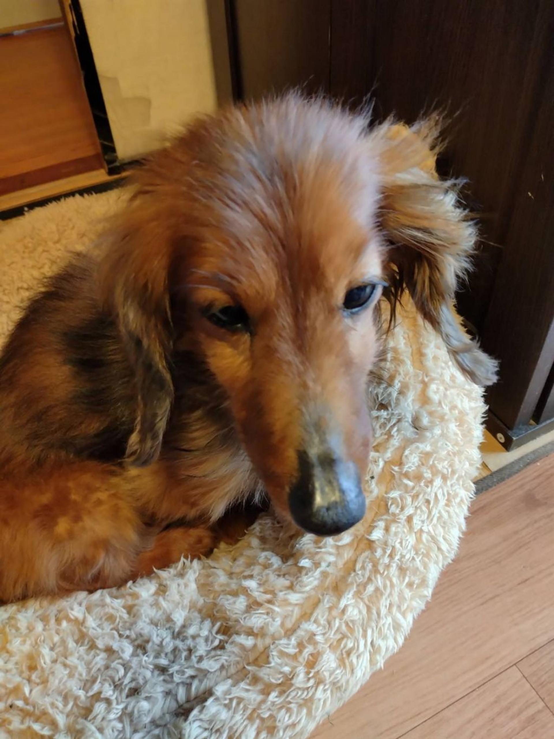 pet-image-5