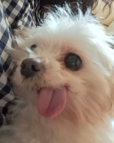 ちびまるおの写真
