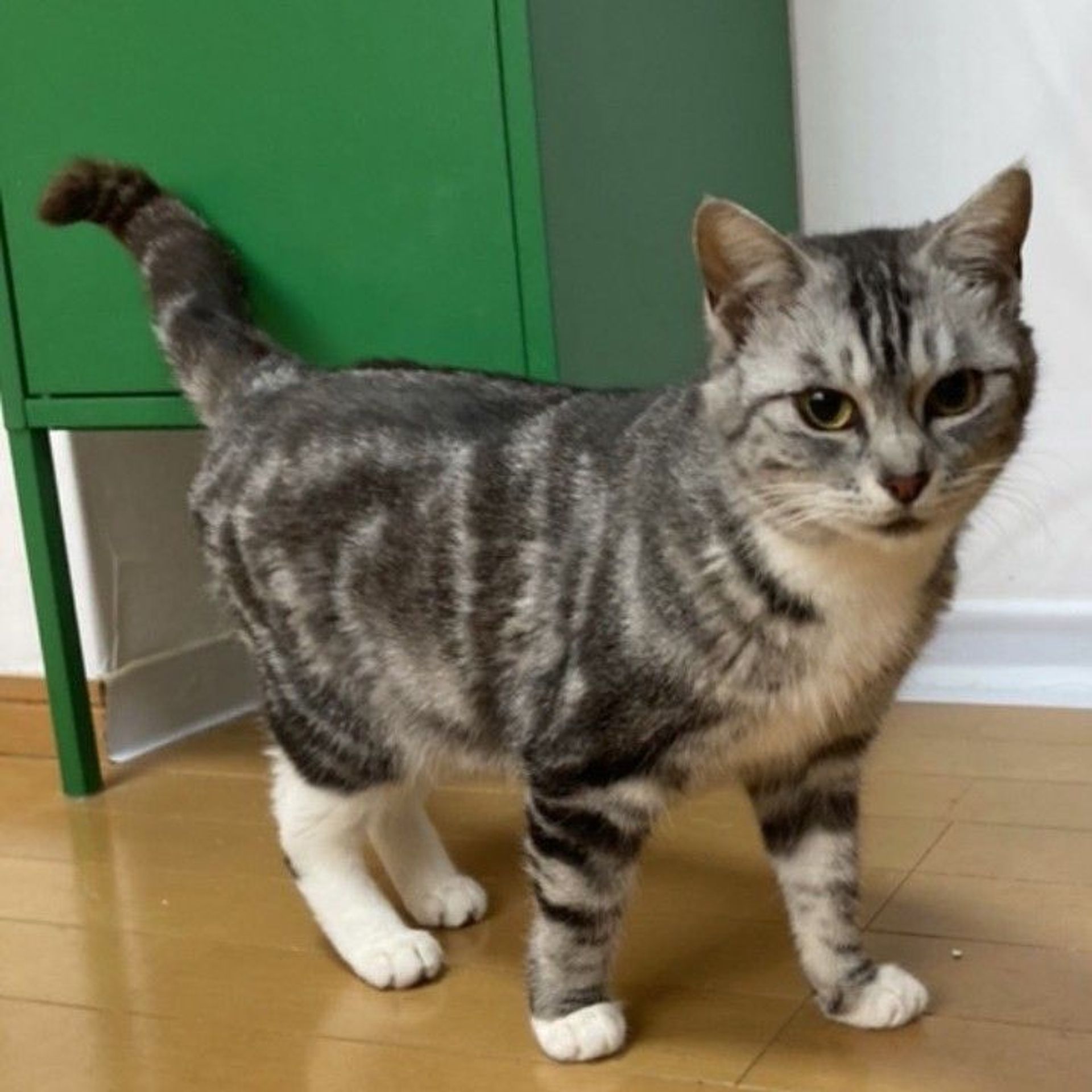 雑種（ミックス猫）・メスの里親募集の写真