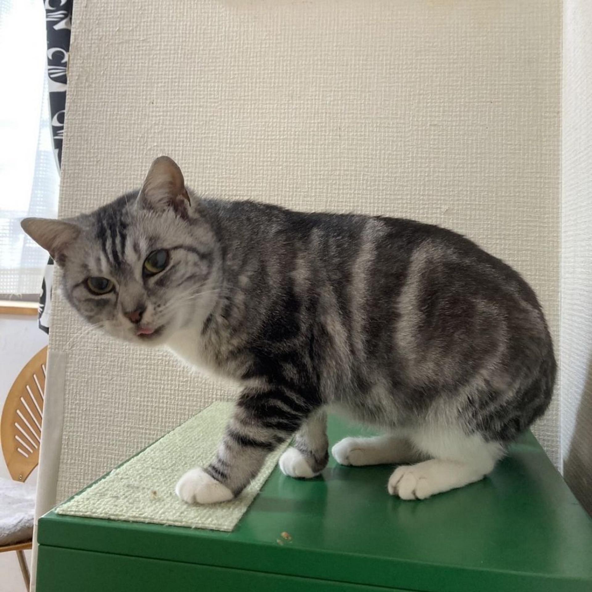 pet-image-2