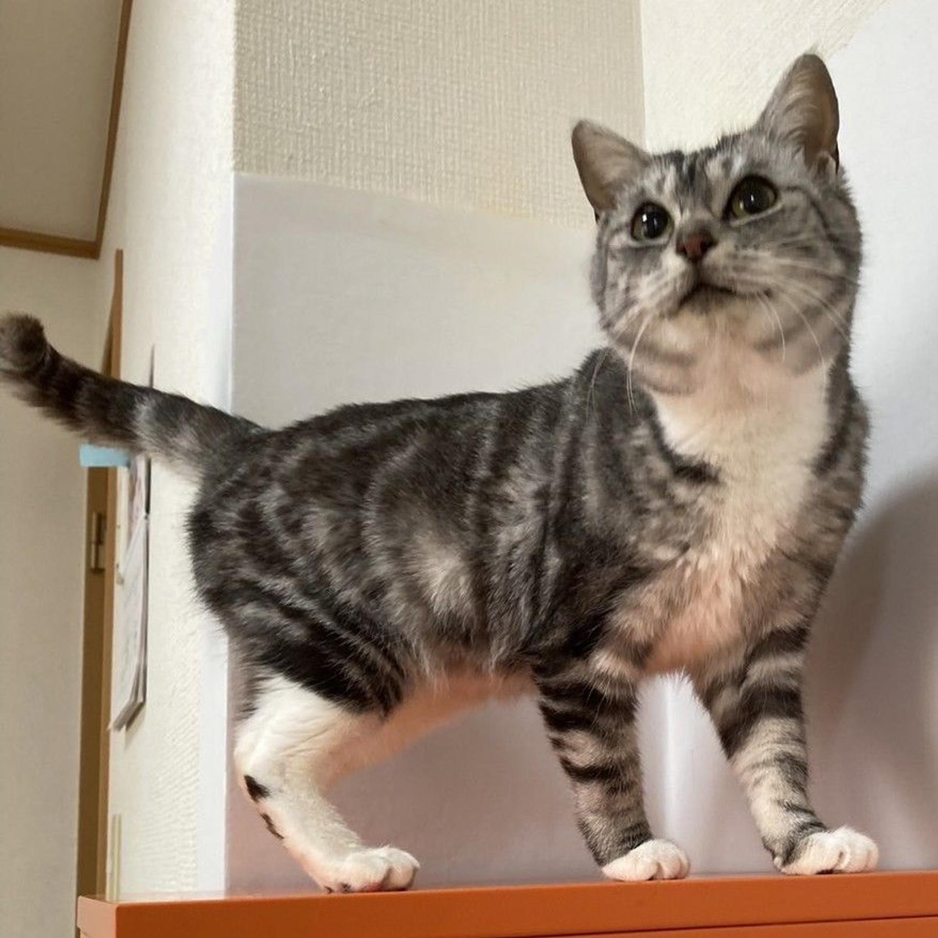 pet-image-3