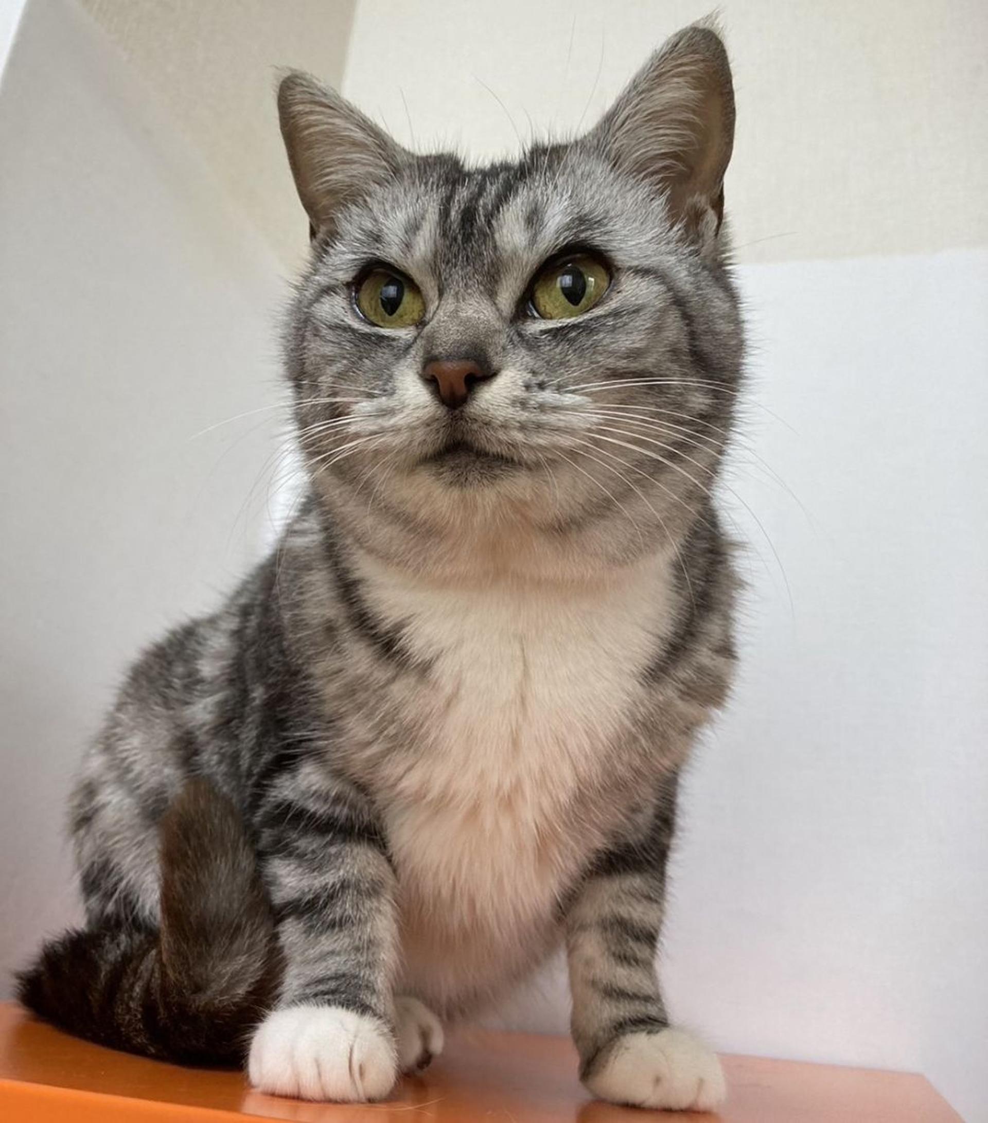 pet-image-4