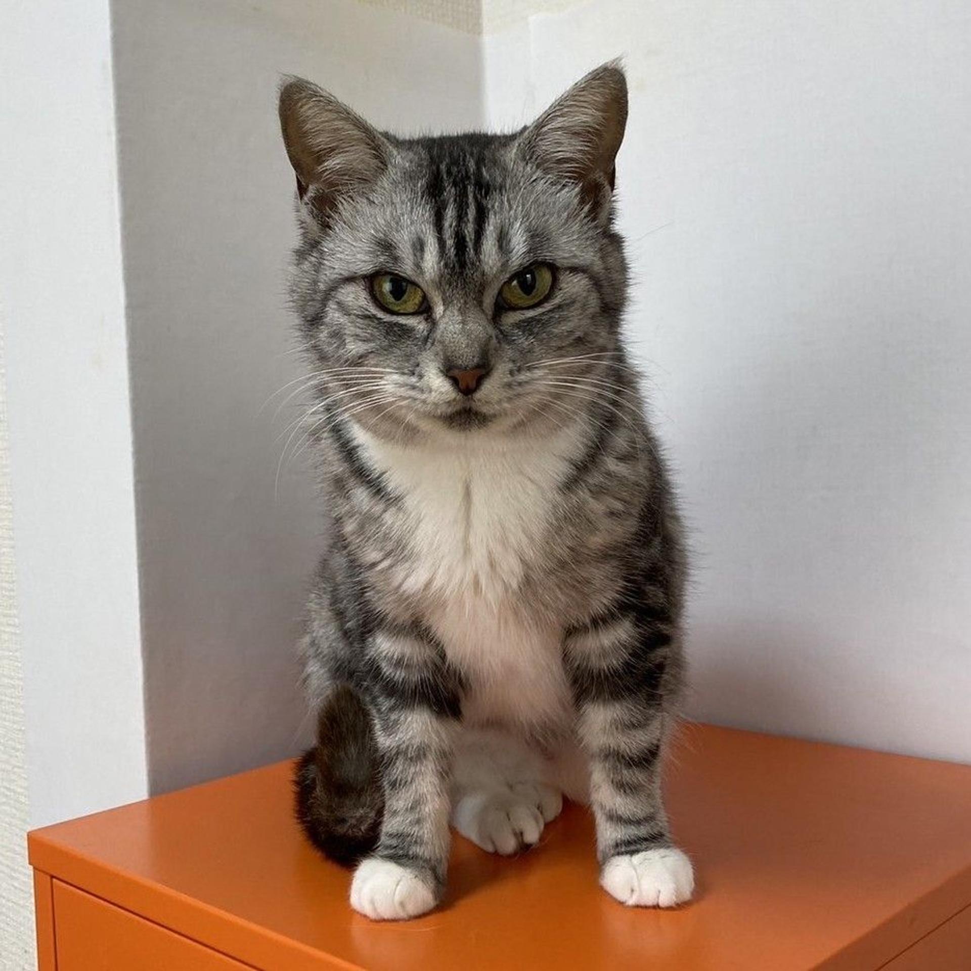 pet-image-5