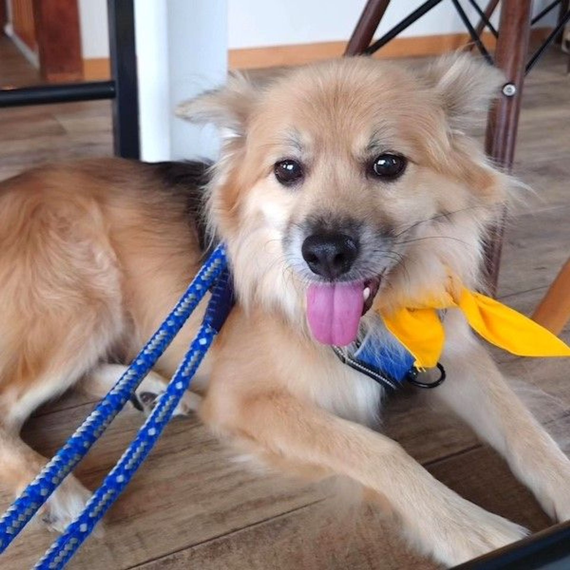 雑種（ミックス犬）・オスの里親募集の写真