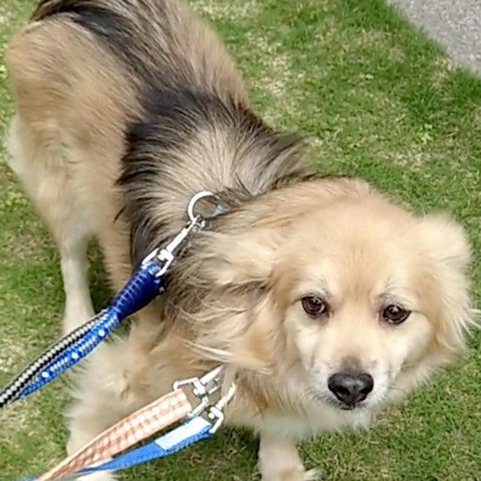pet-image-4