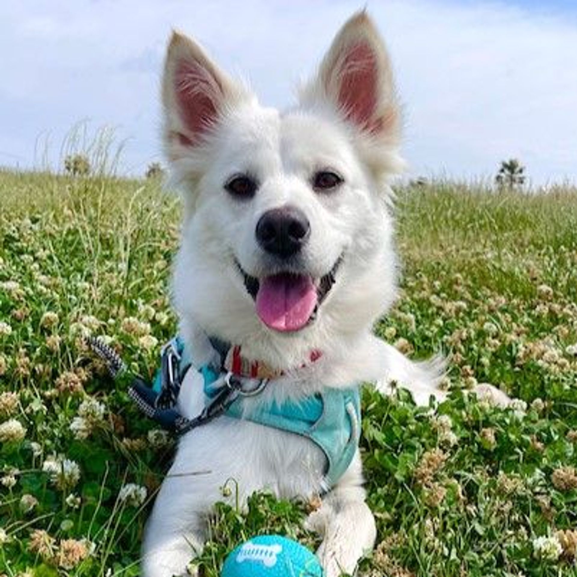 雑種（ミックス犬）・メスの里親募集の写真