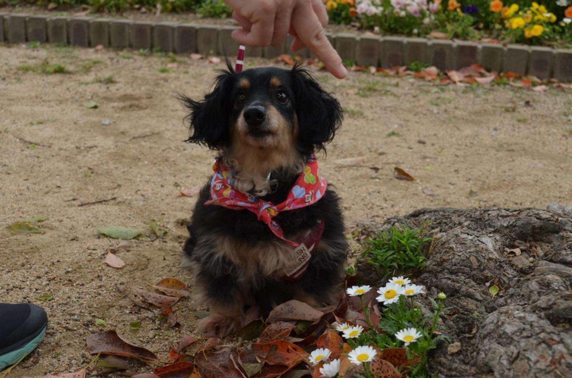 pet-image-2