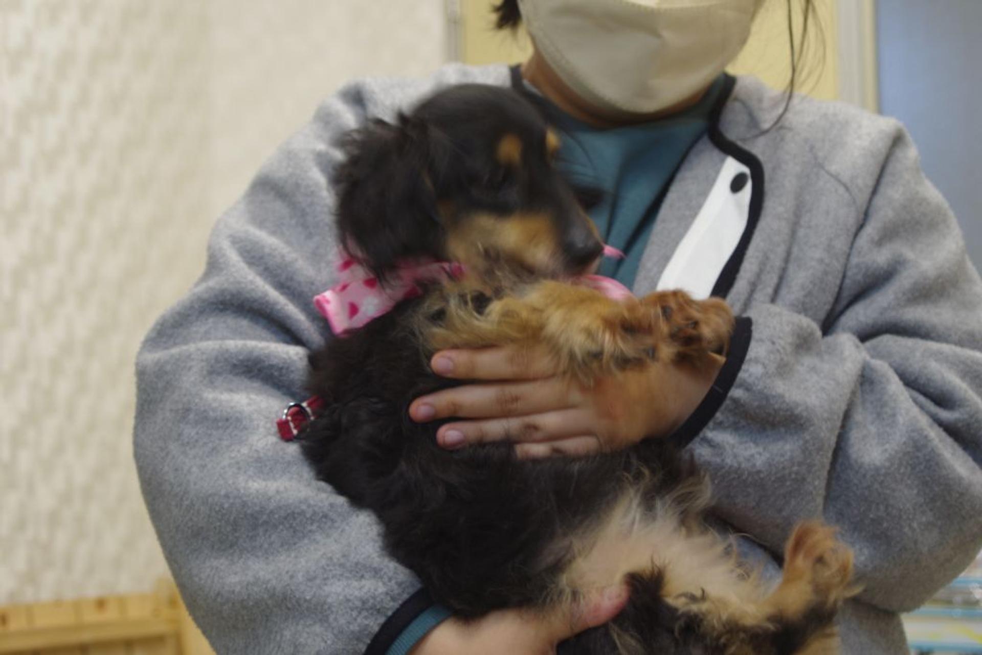 pet-image-3