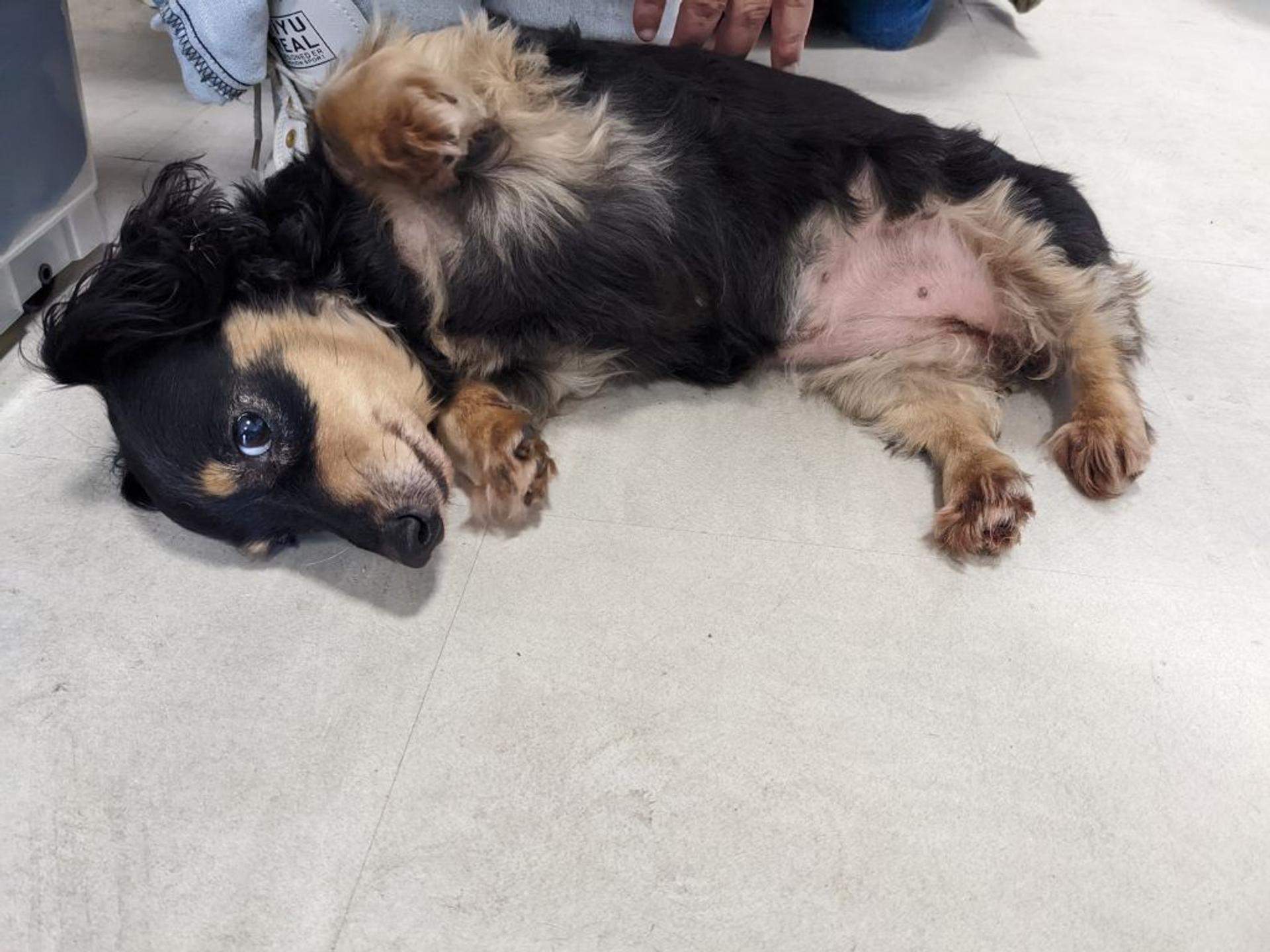 pet-image-4