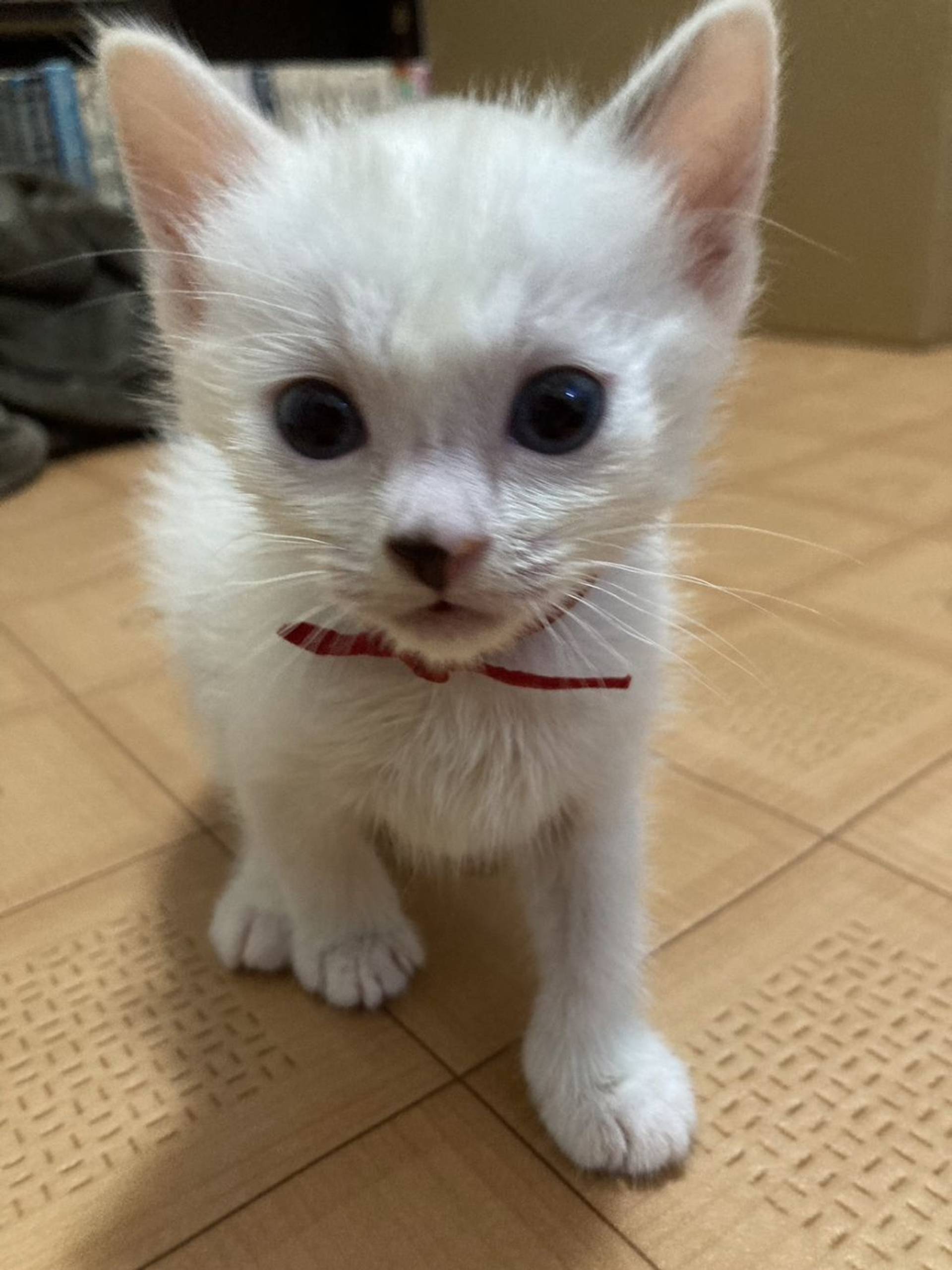 雑種（ミックス猫）・メスの里親募集の写真