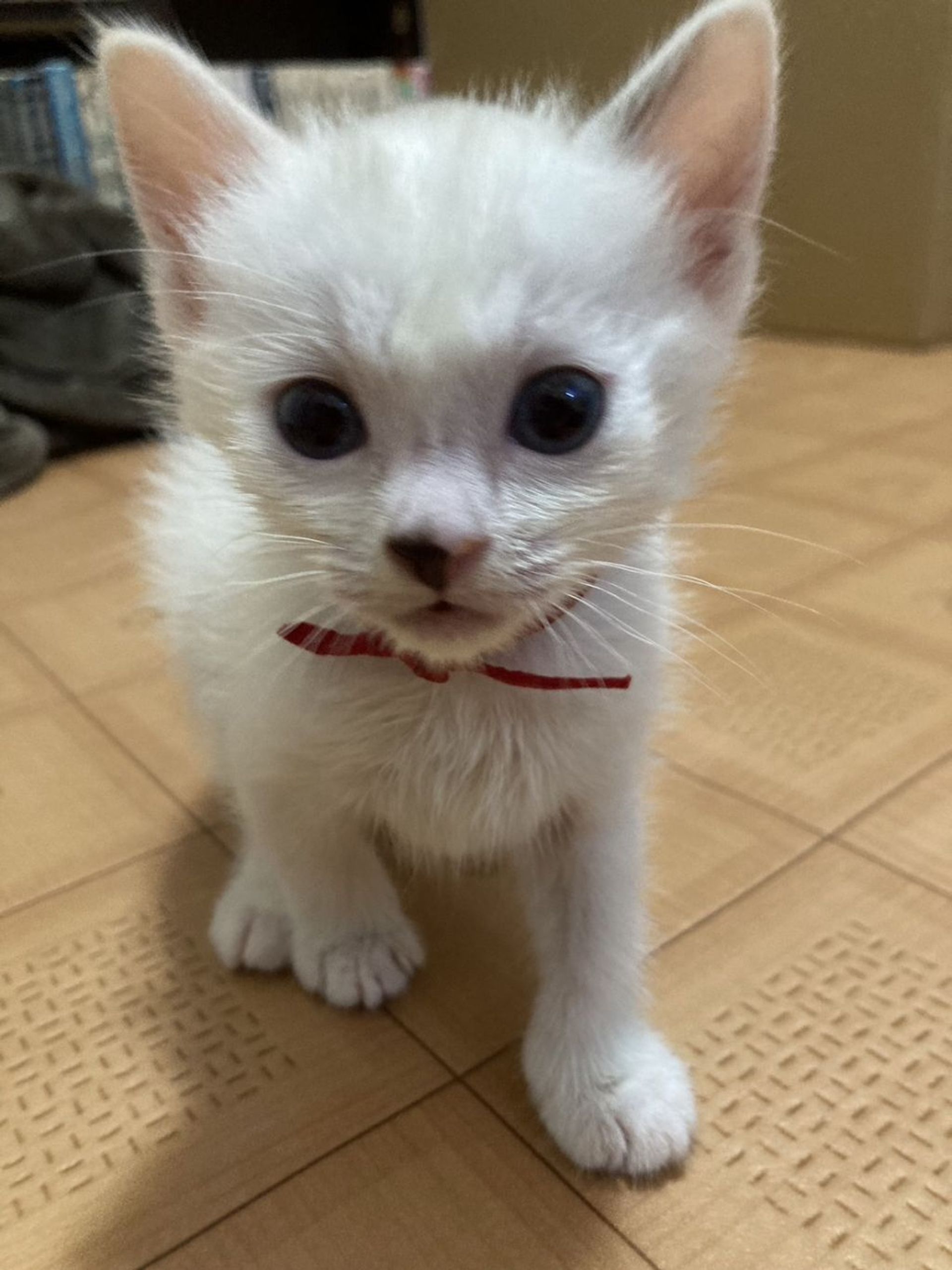 雑種（ミックス猫）・メスの里親募集の写真