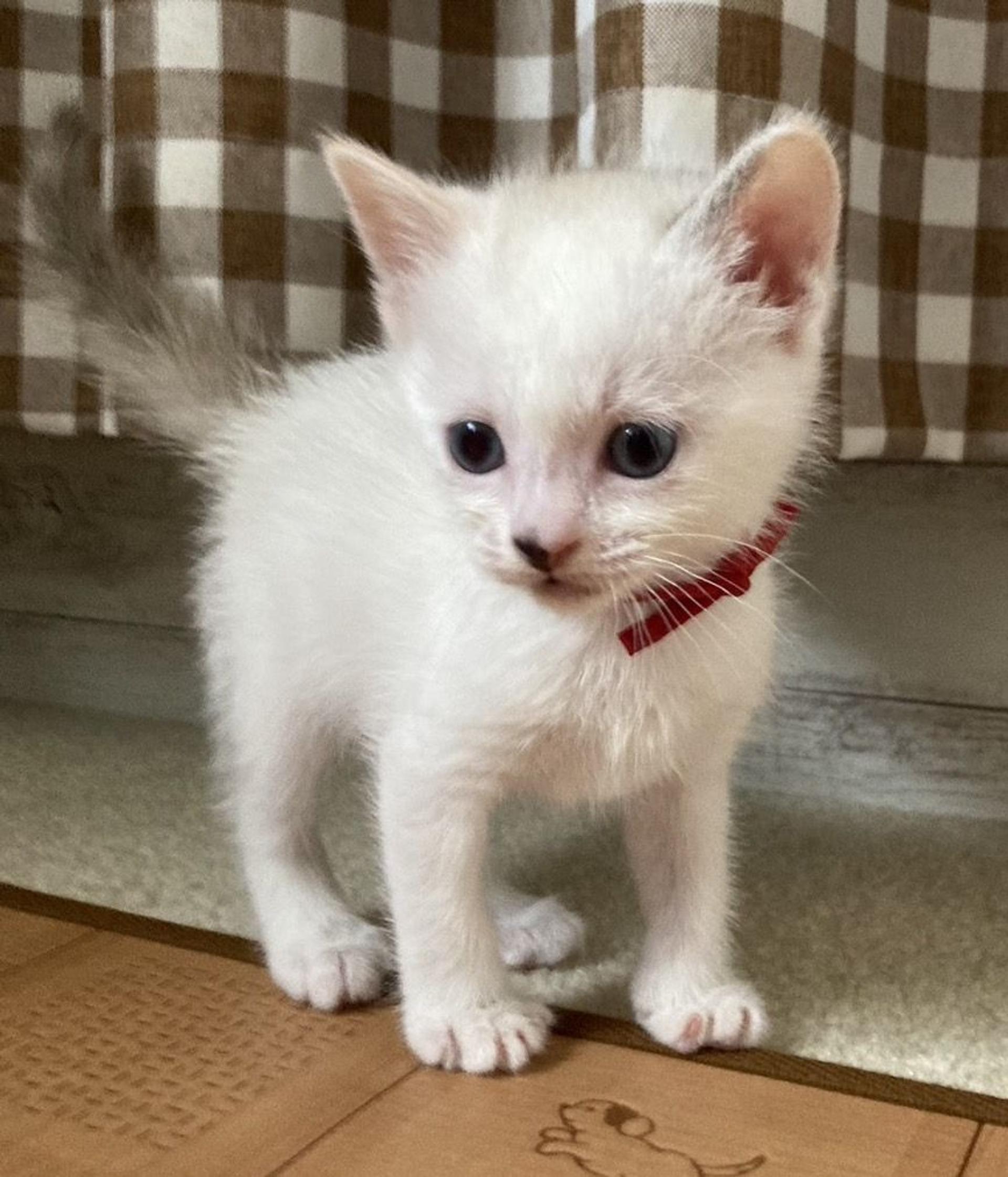 pet-image-2