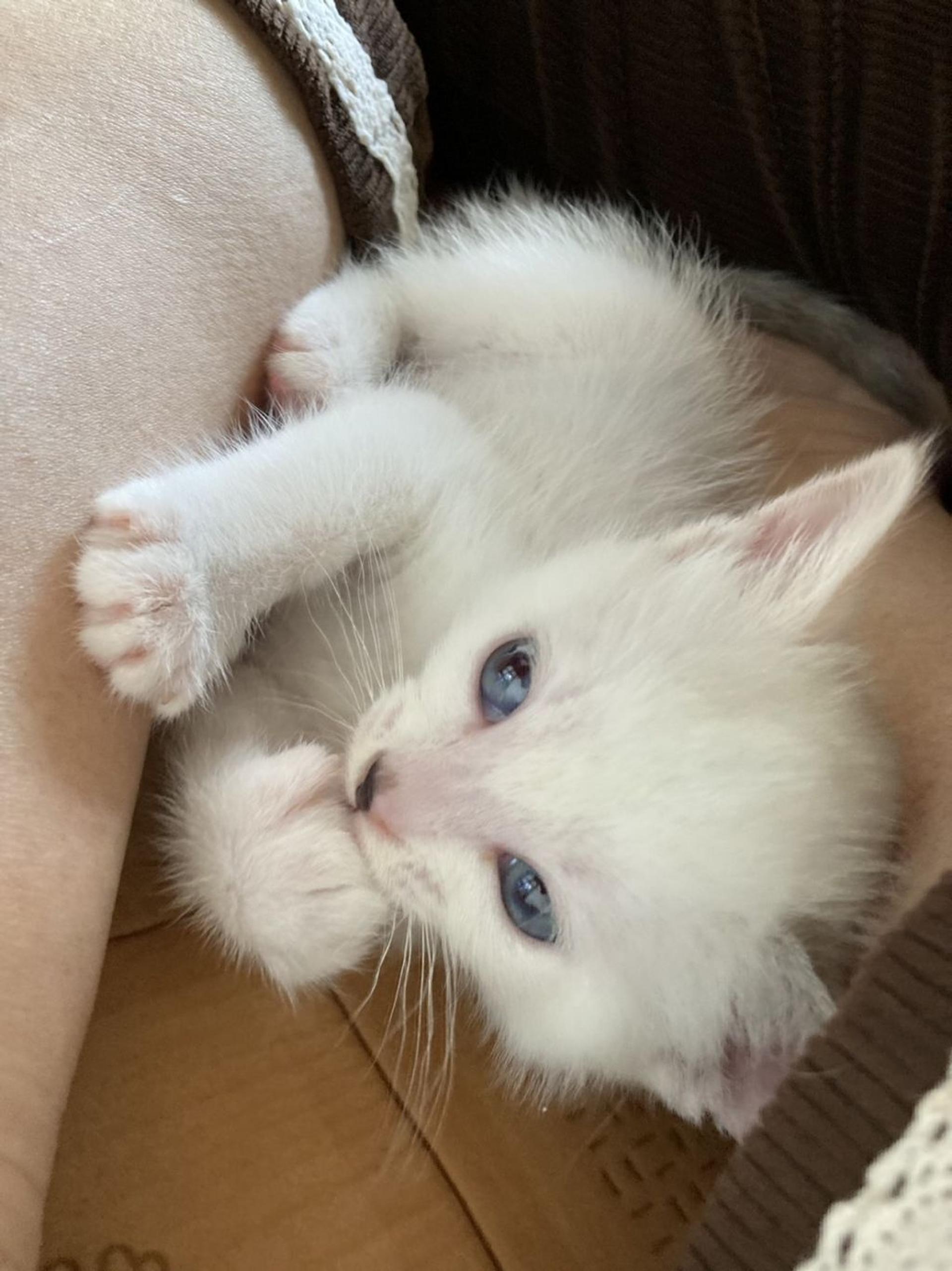 pet-image-3