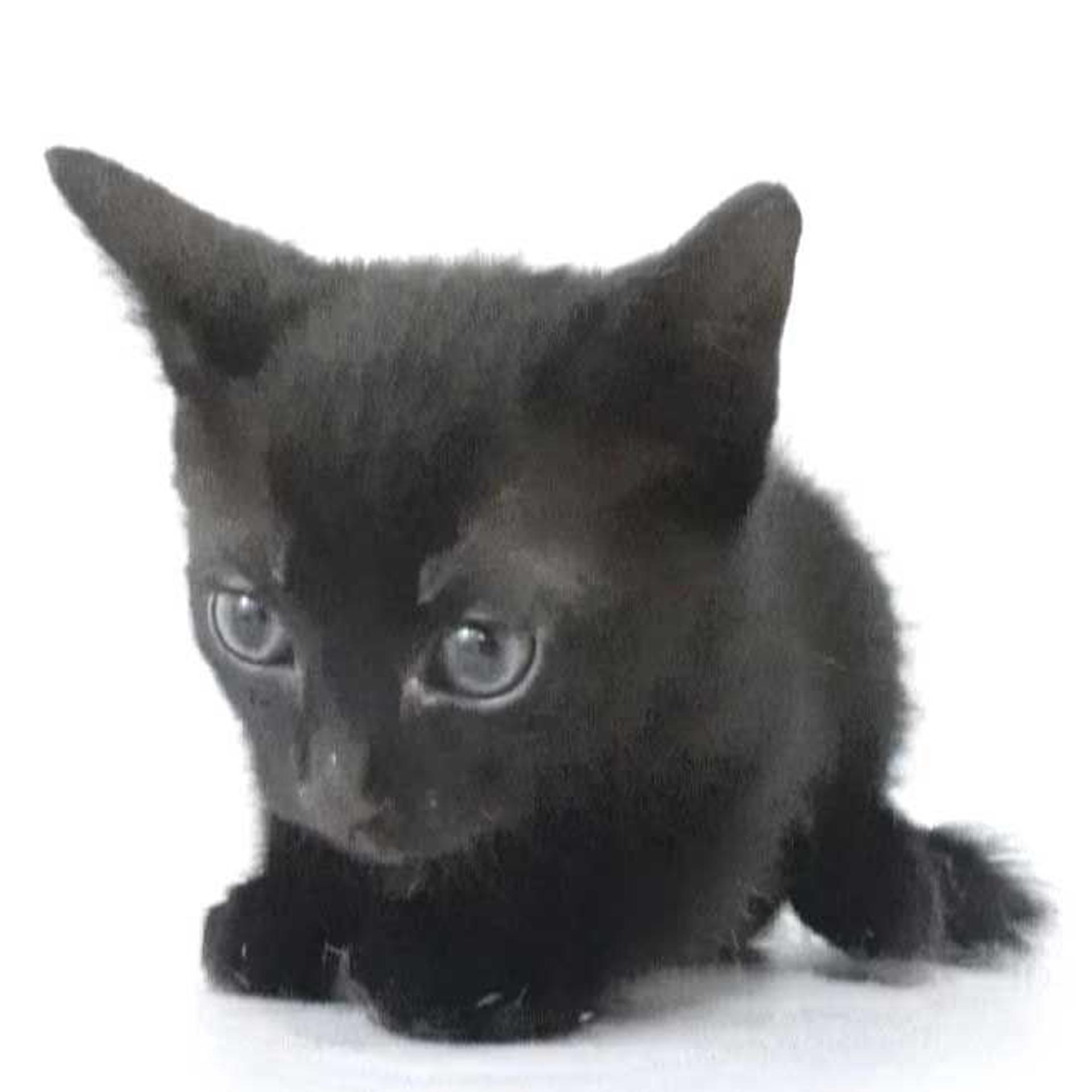 pet-image-4