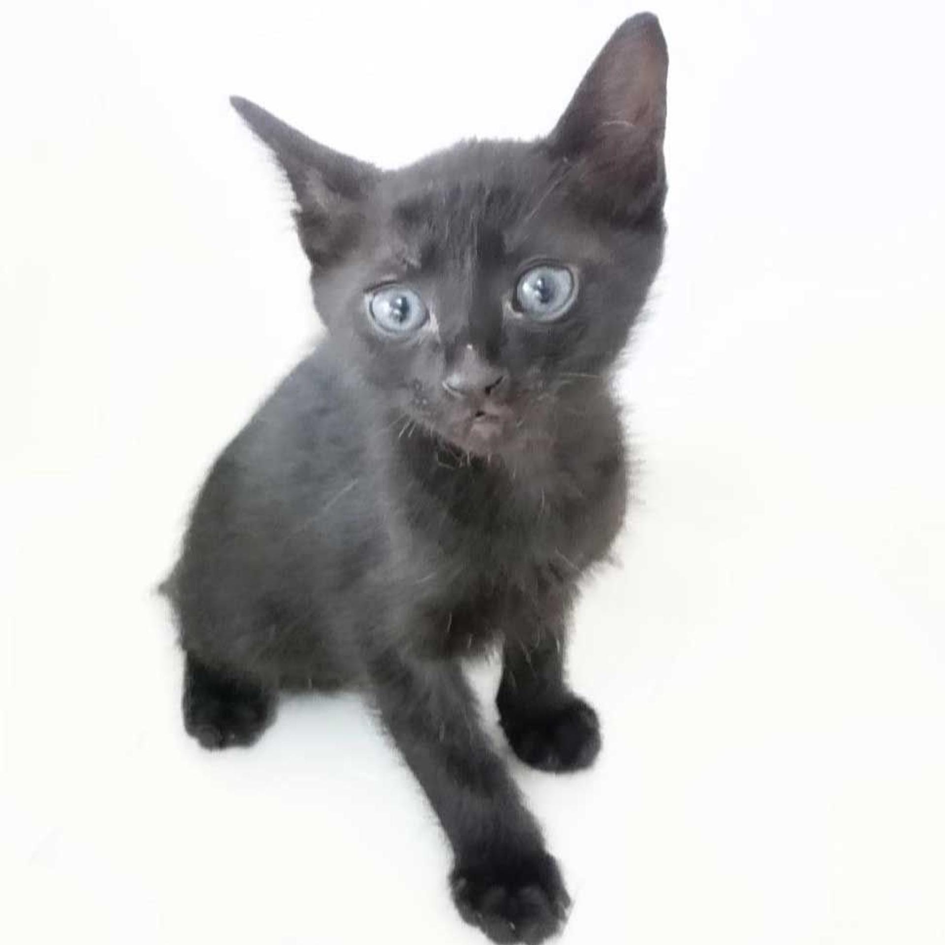 pet-image-5