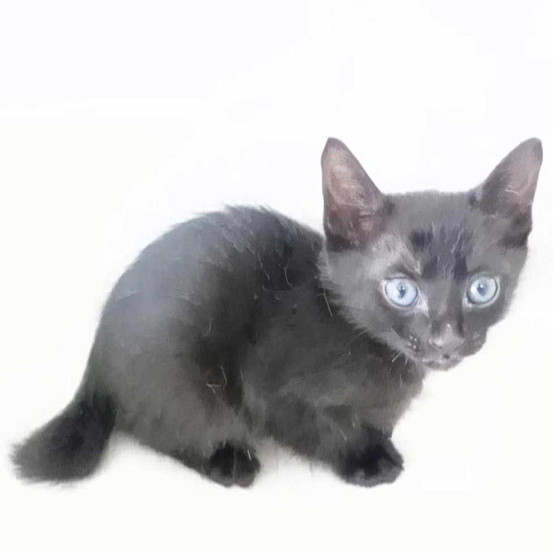 pet-image-6