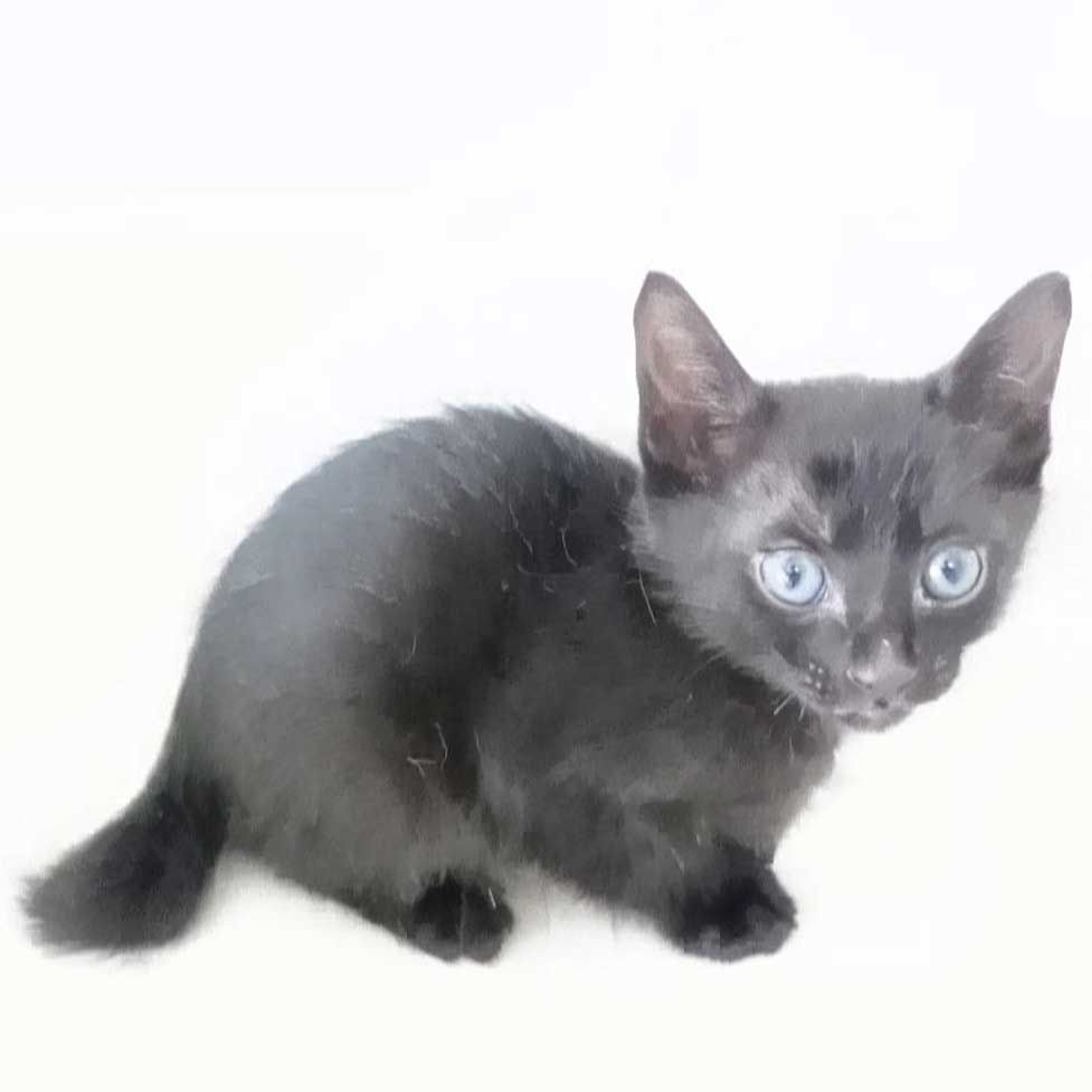 pet-image-6