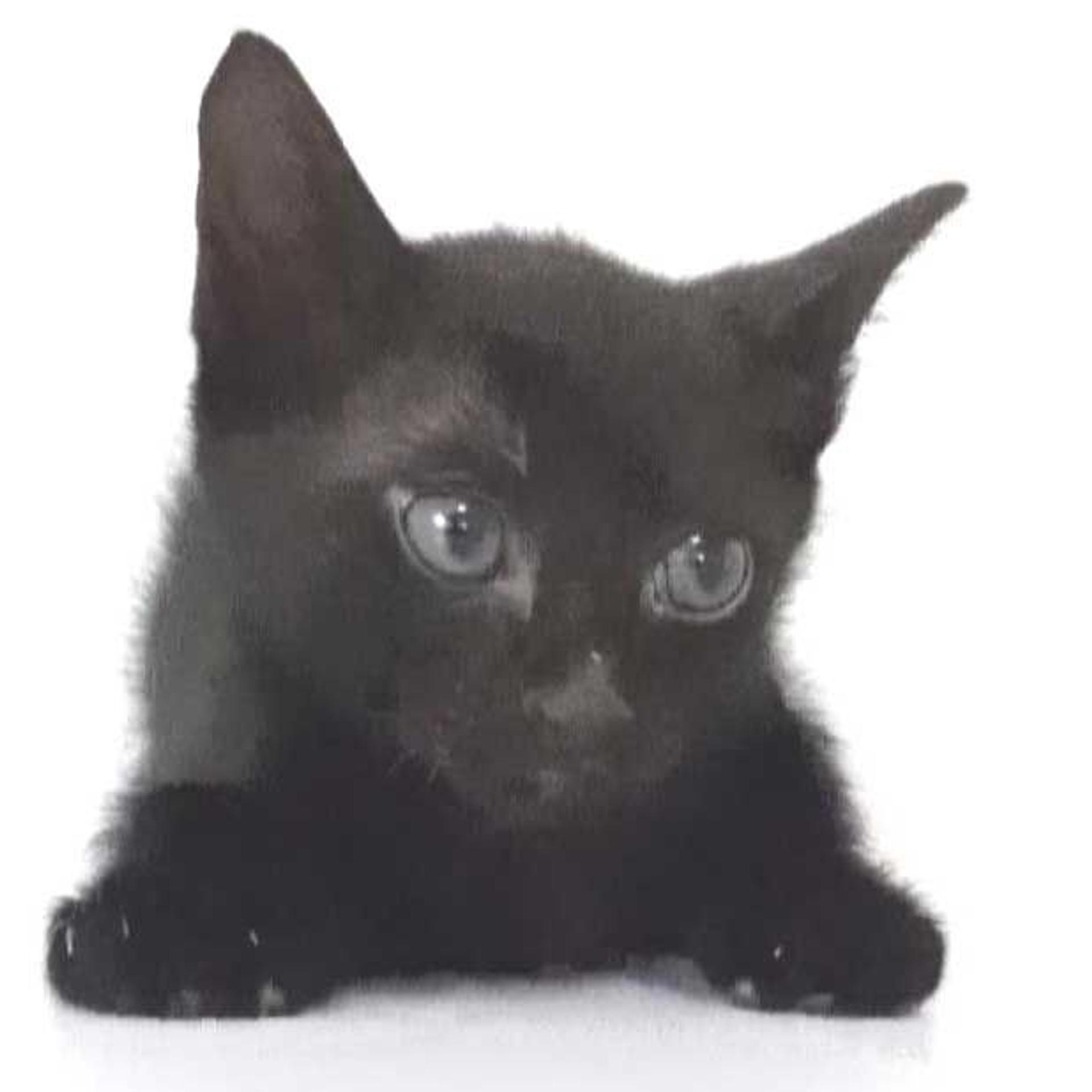 pet-image-7