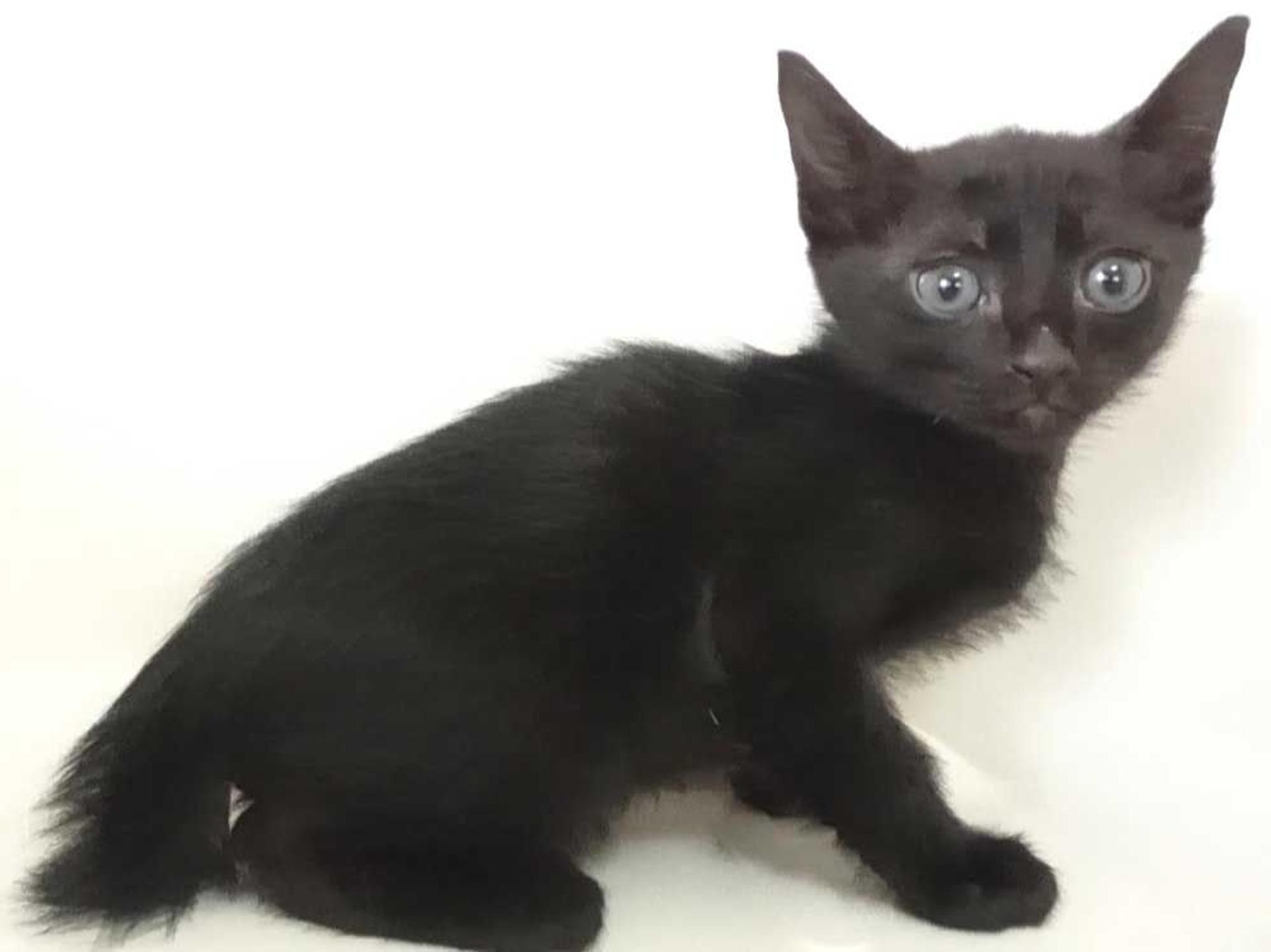 pet-image-8