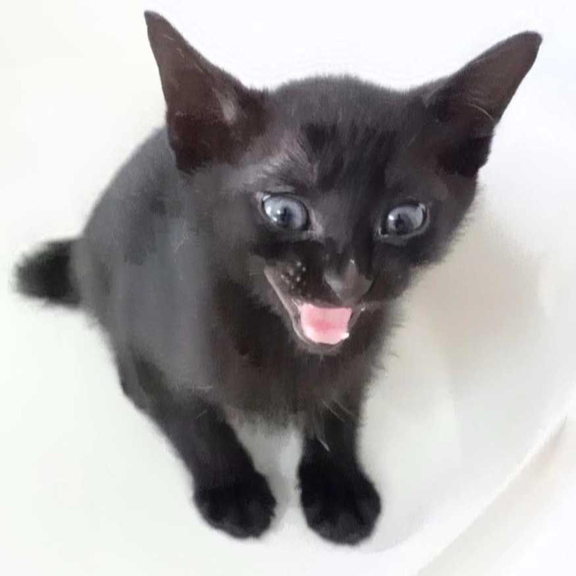 pet-image-9
