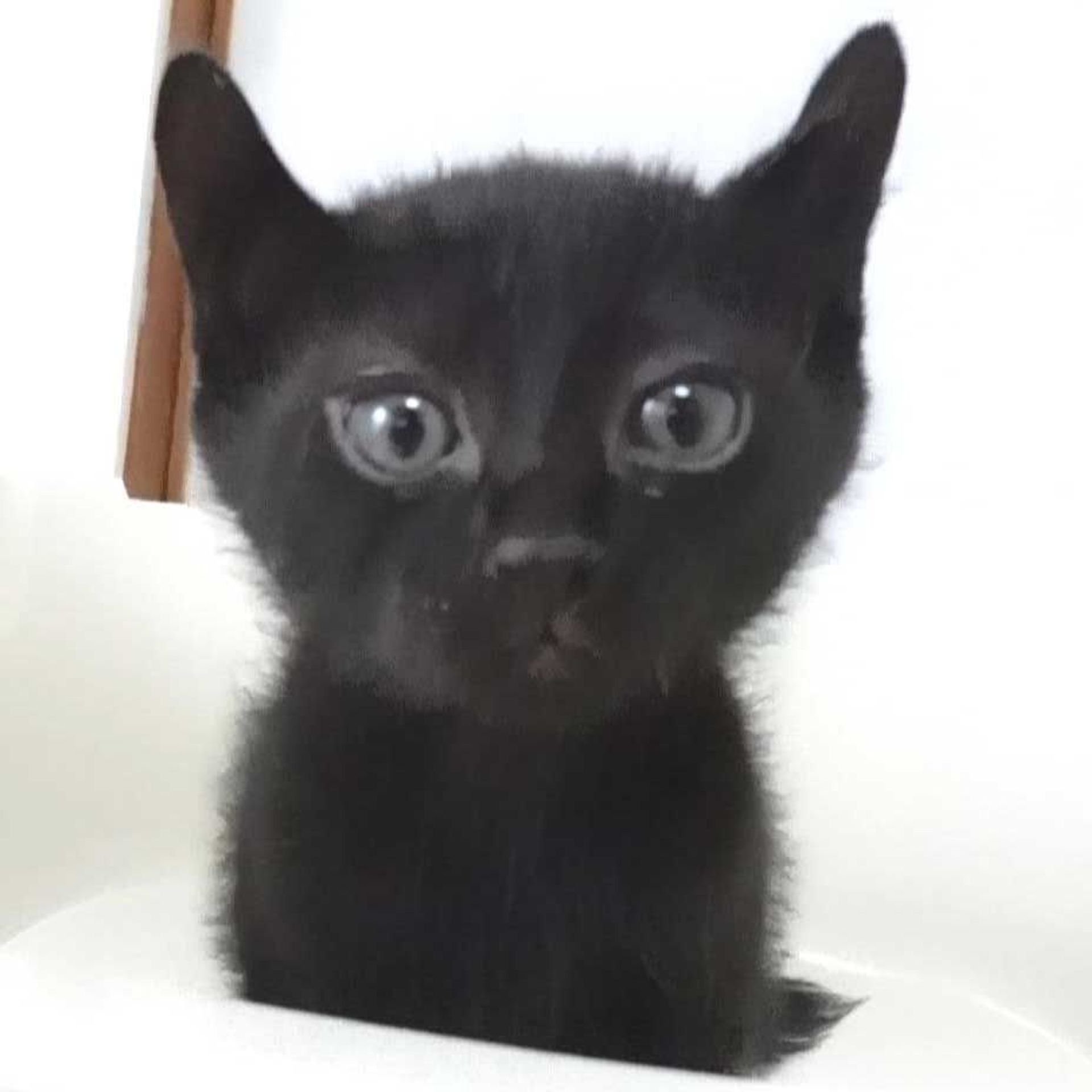 雑種（ミックス猫）・オスの里親募集の写真