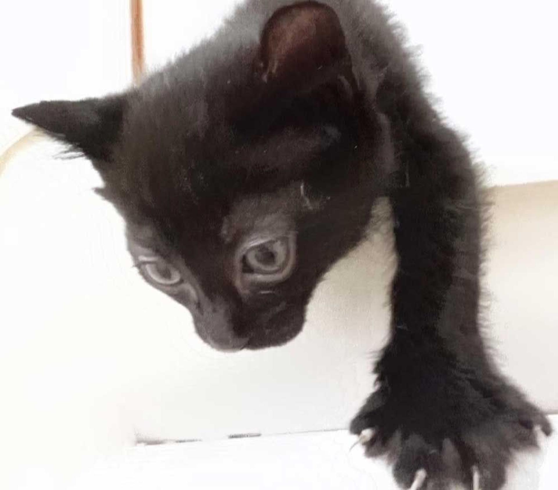 pet-image-3