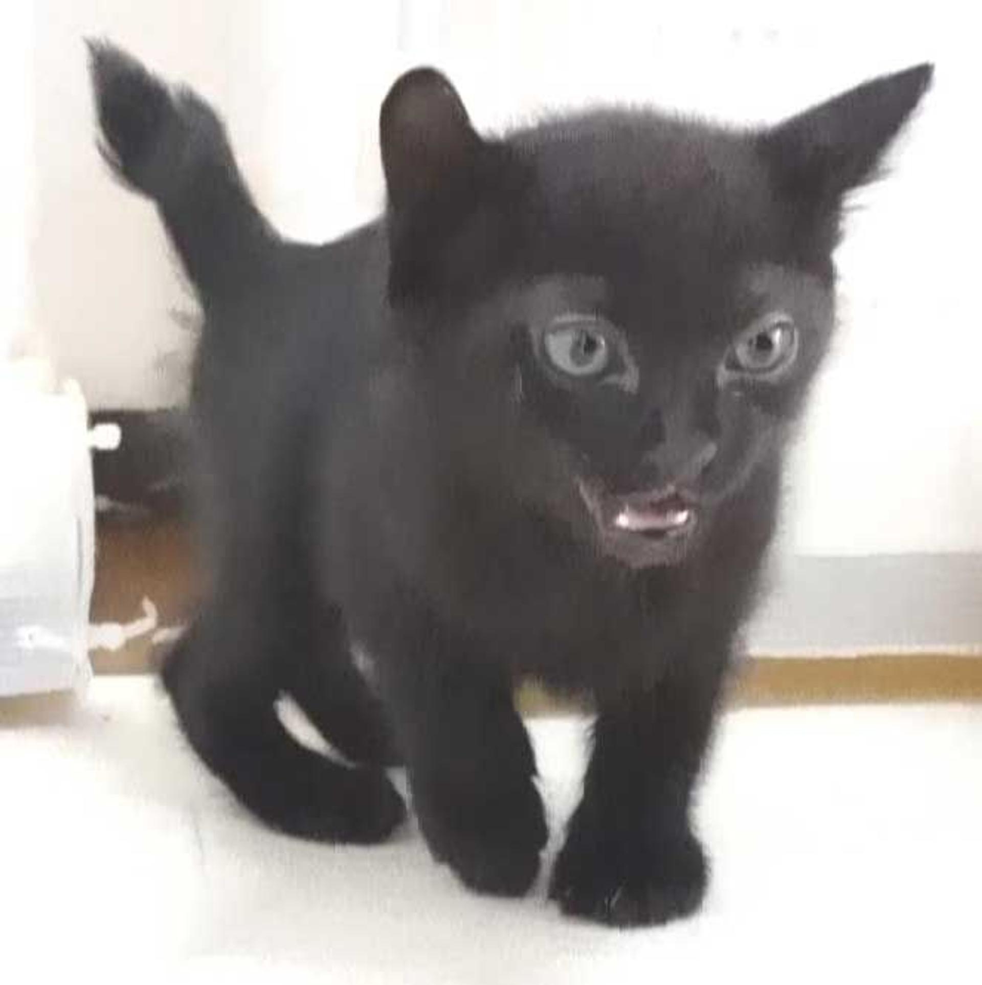 pet-image-6
