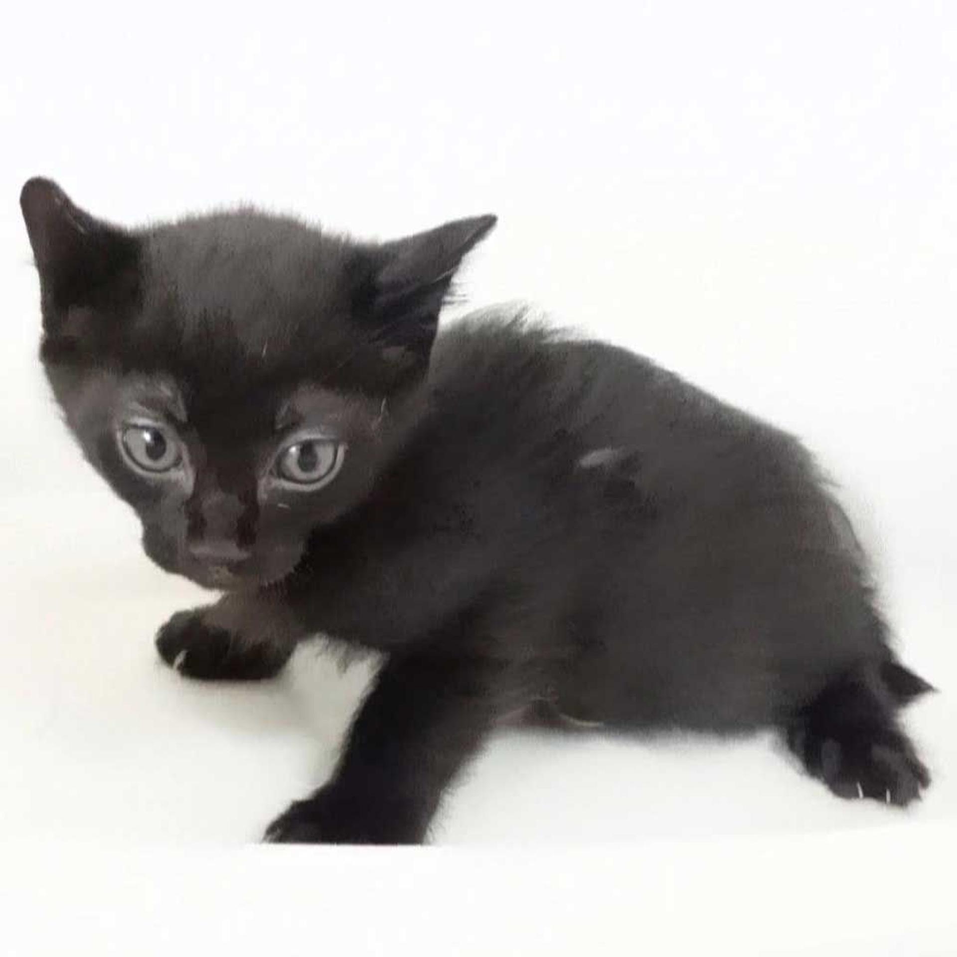 pet-image-7