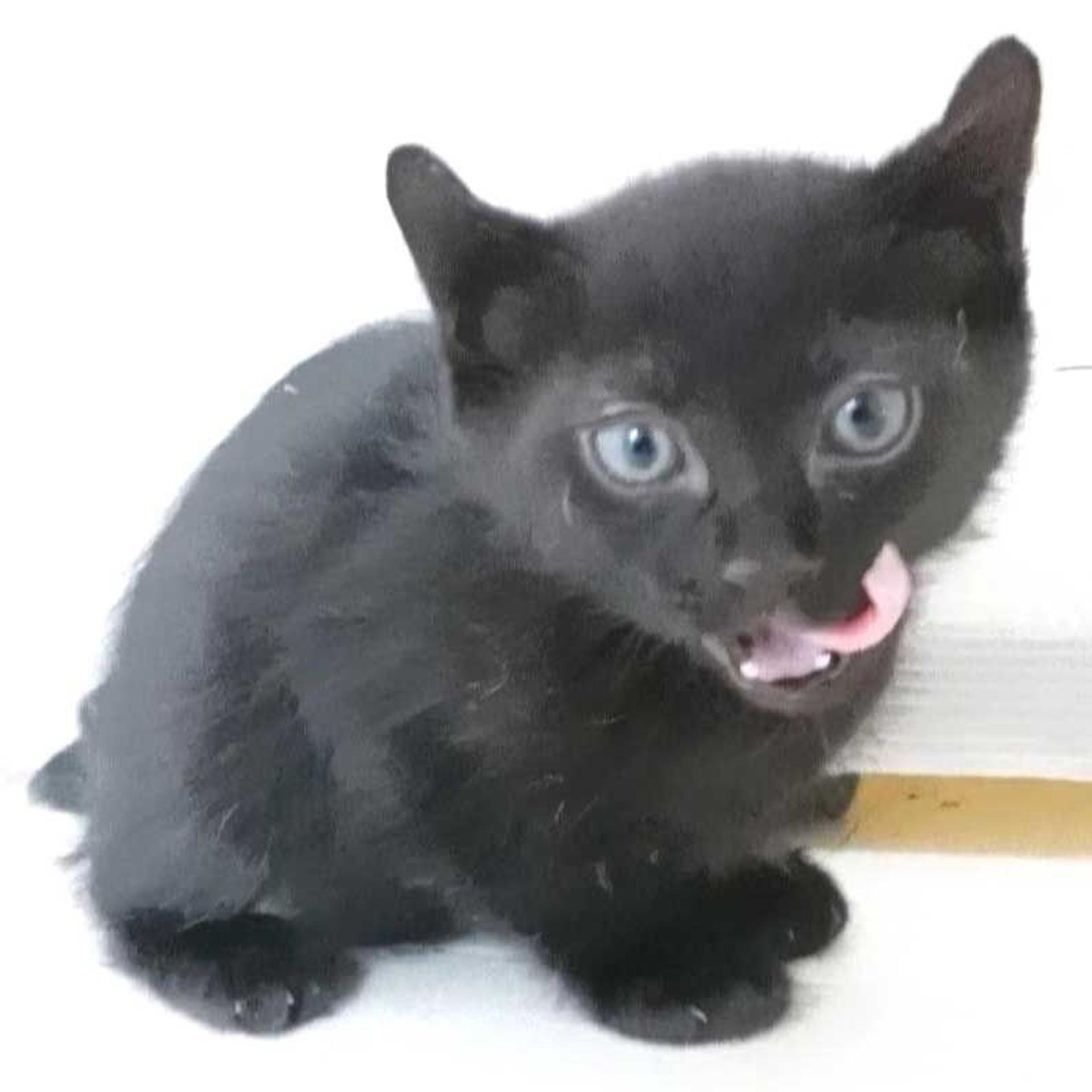 pet-image-8
