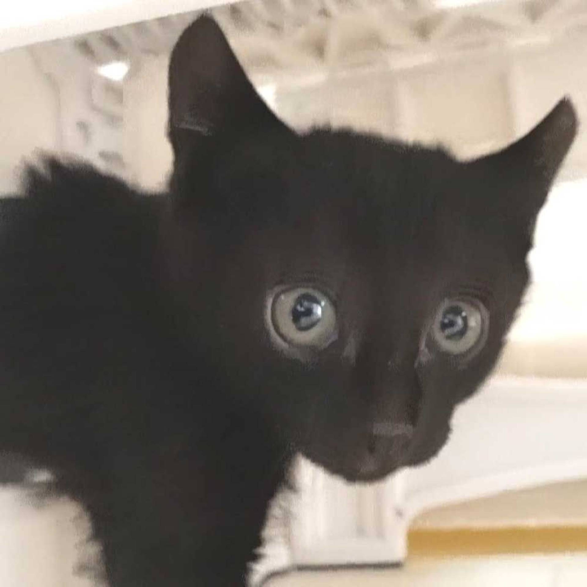 雑種（ミックス猫）・メスの里親募集の写真