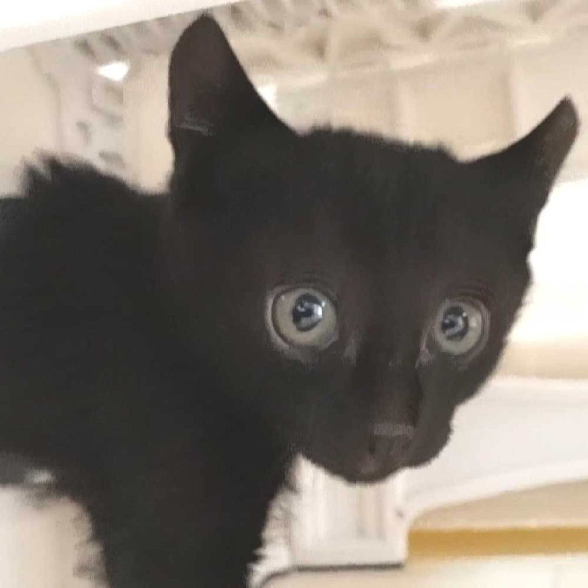 雑種（ミックス猫）・メスの里親募集の写真