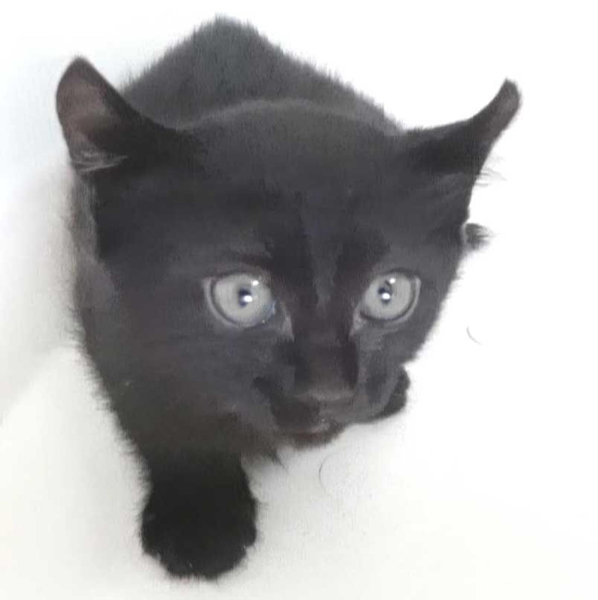 pet-image-4