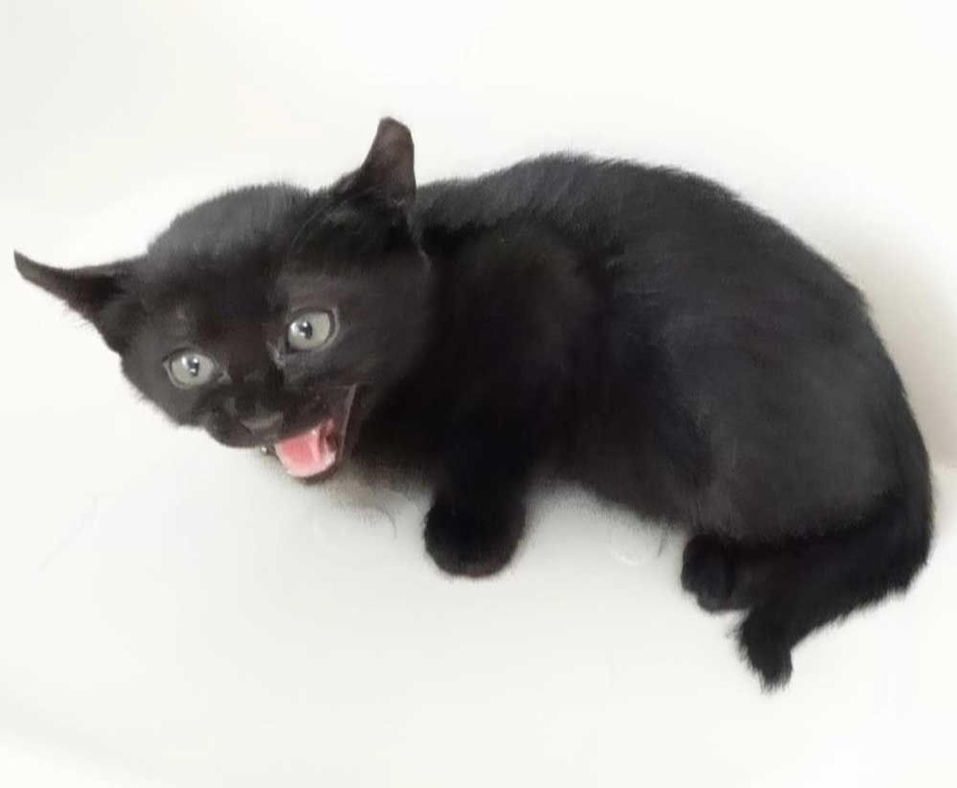 pet-image-9