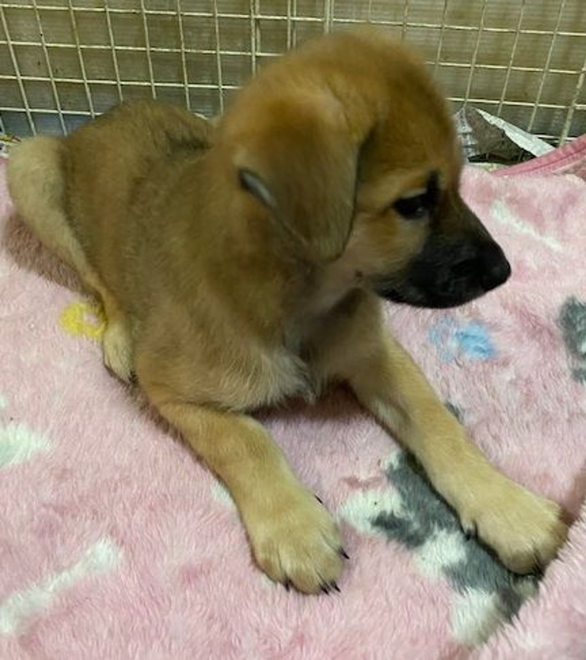 雑種（ミックス犬）・オスの里親募集の写真