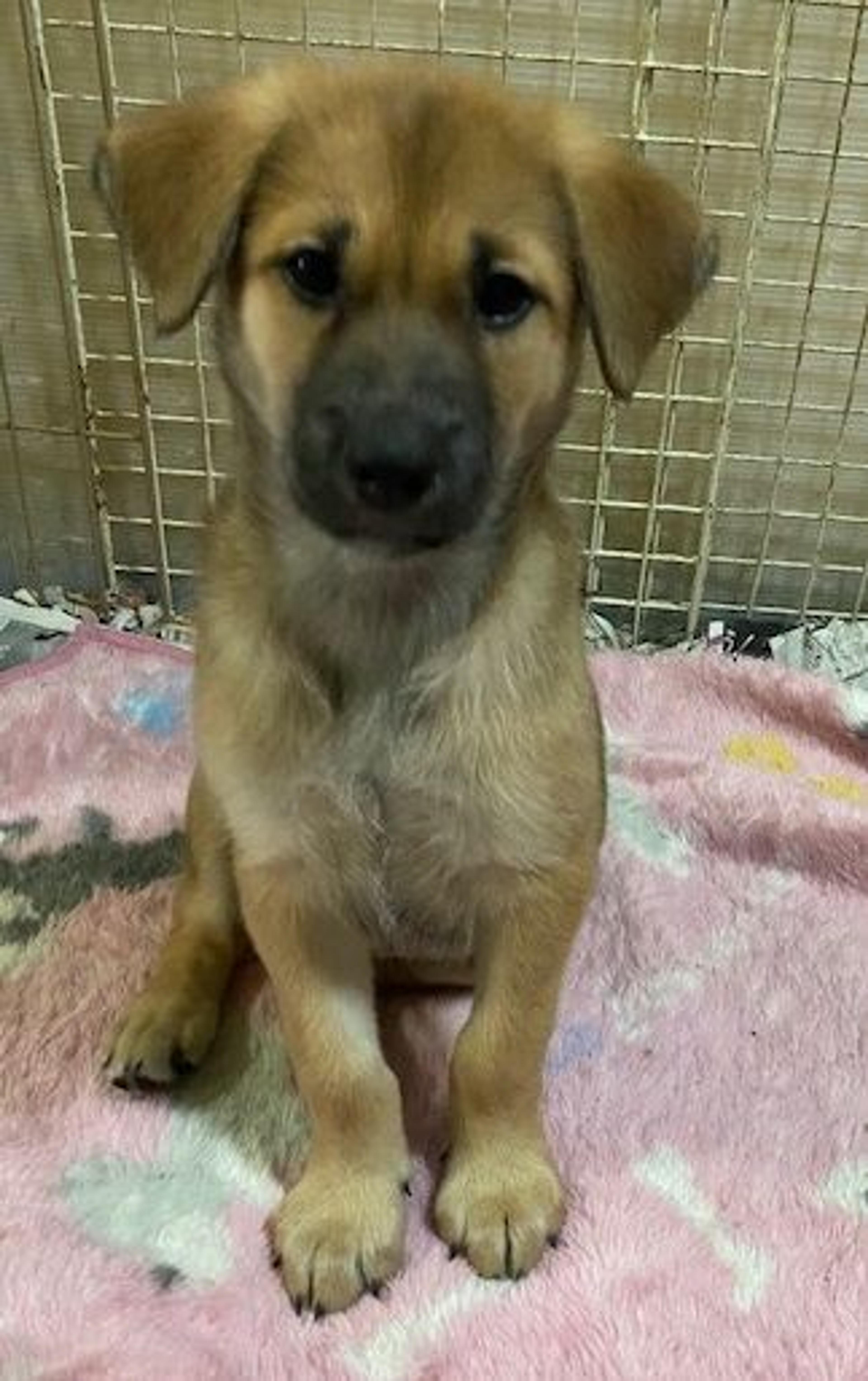 pet-image-4