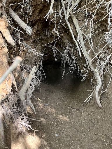 雑種（ミックス犬）・オスの里親募集の写真