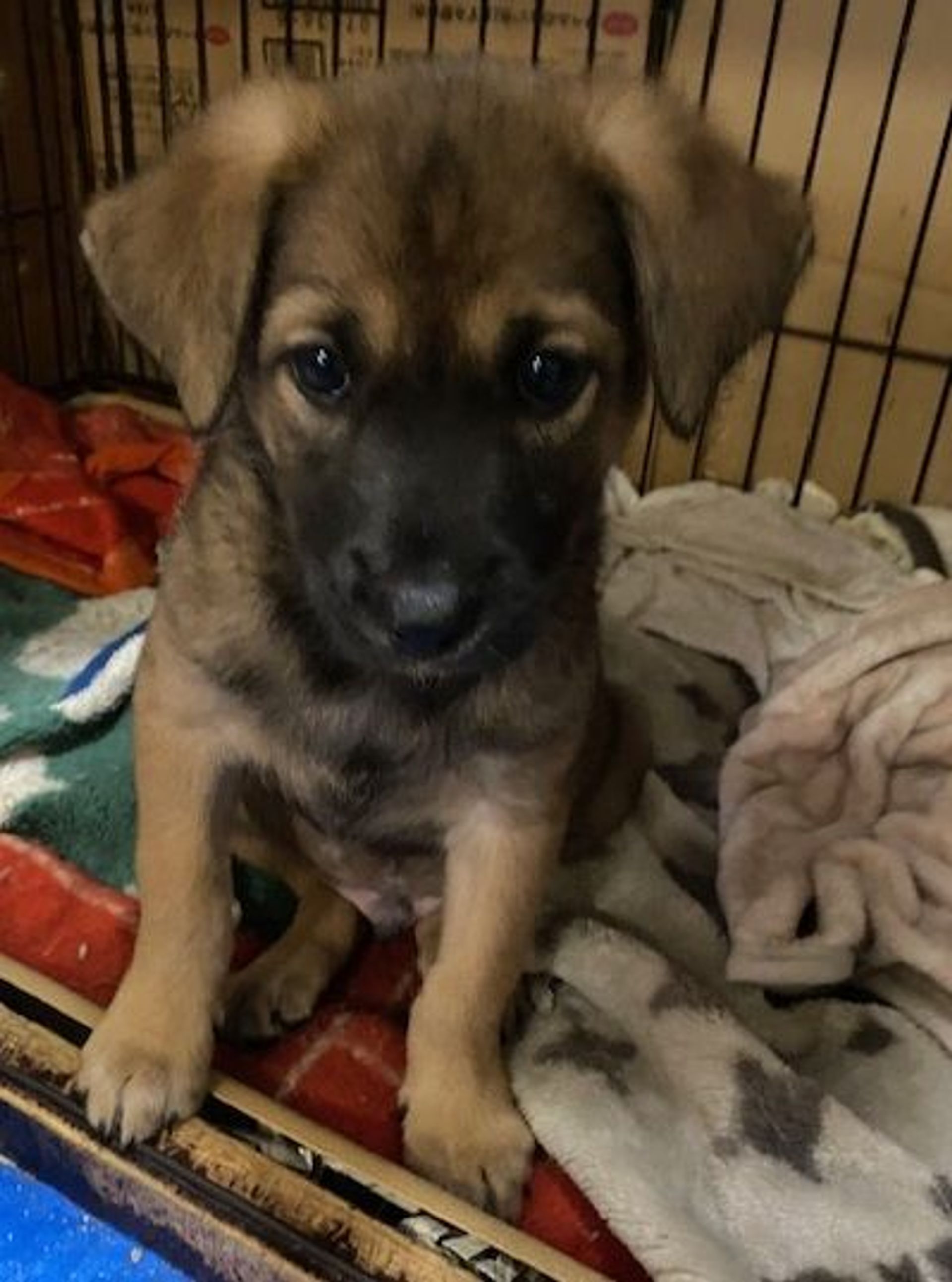 雑種（ミックス犬）・オスの里親募集の写真