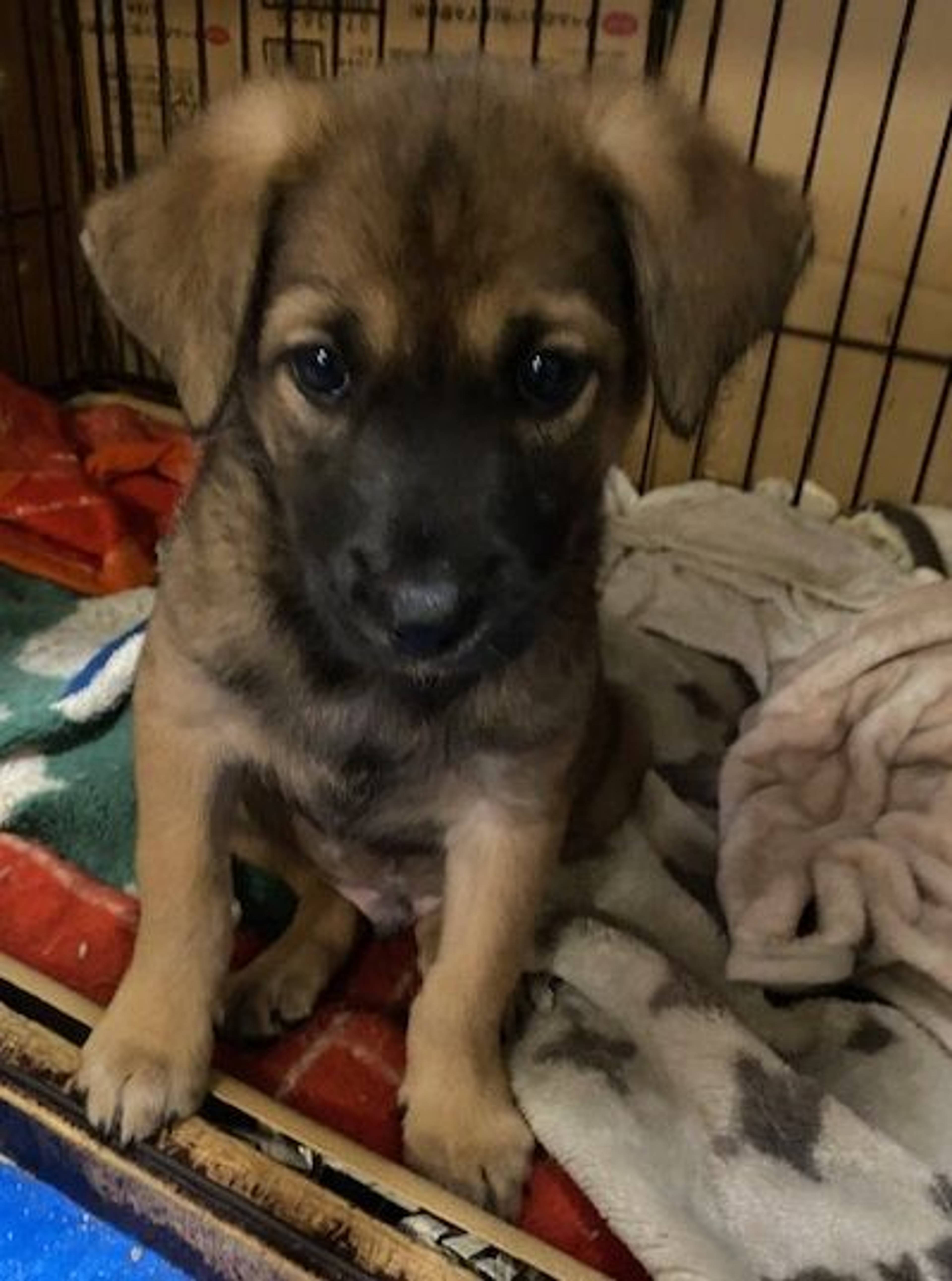 雑種（ミックス犬）・オスの里親募集の写真