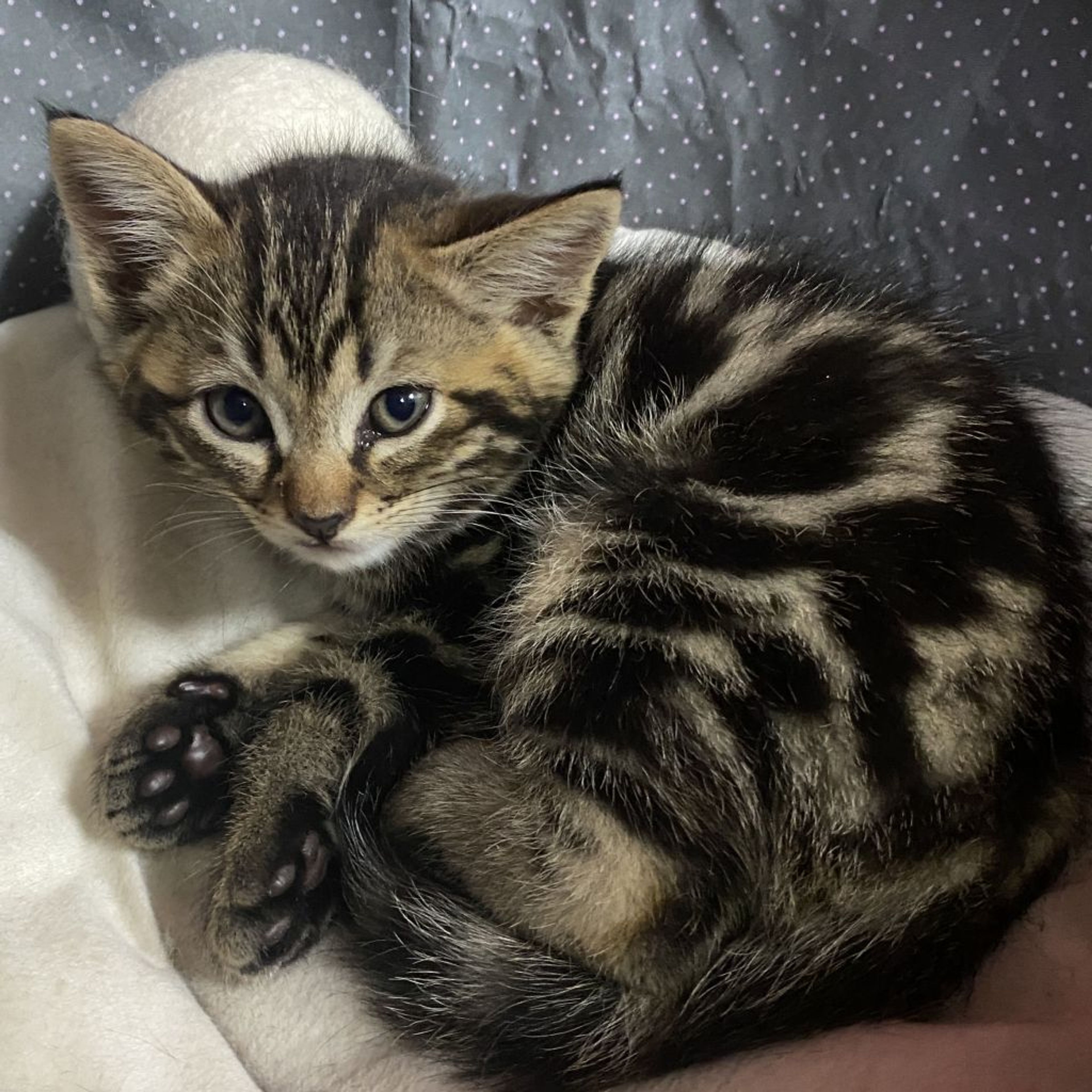 バービー　ヒョウ柄Mサイズ　歯ブラシポーチネイビー 楽天市場】レオパード柄 スチールグレー(78%)（L20）|グラス