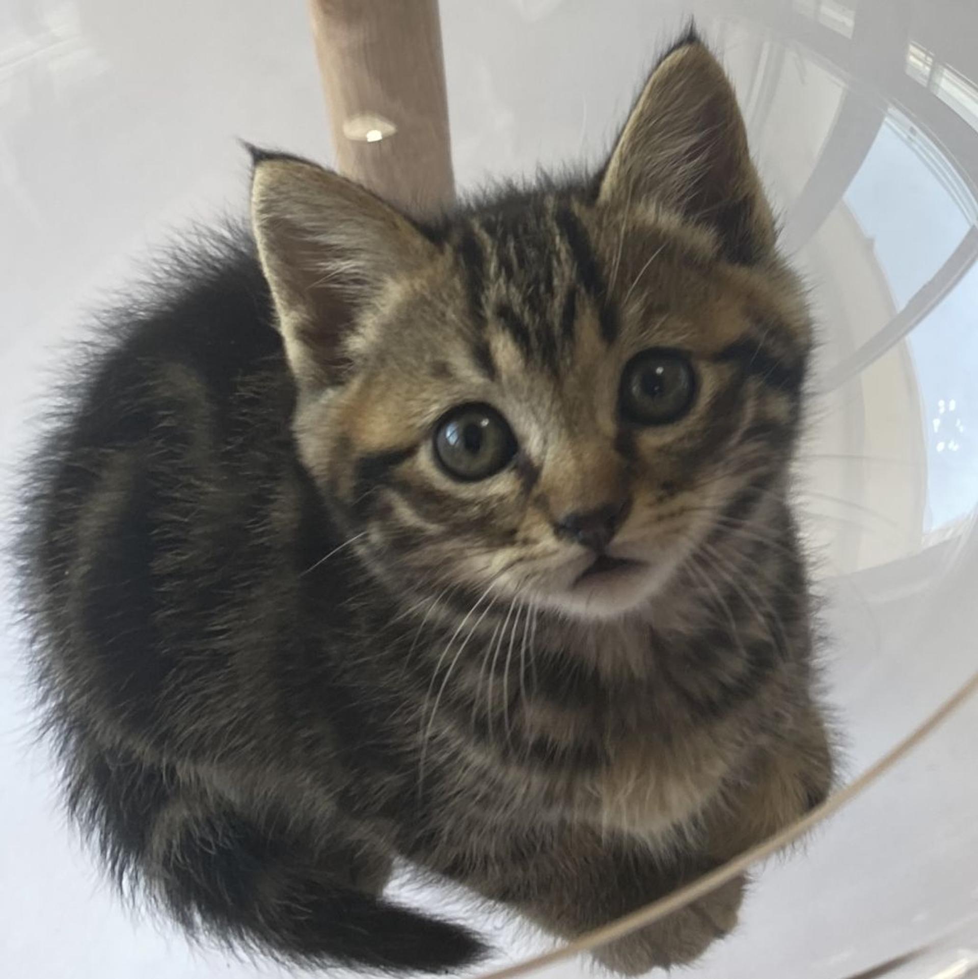 pet-image-5