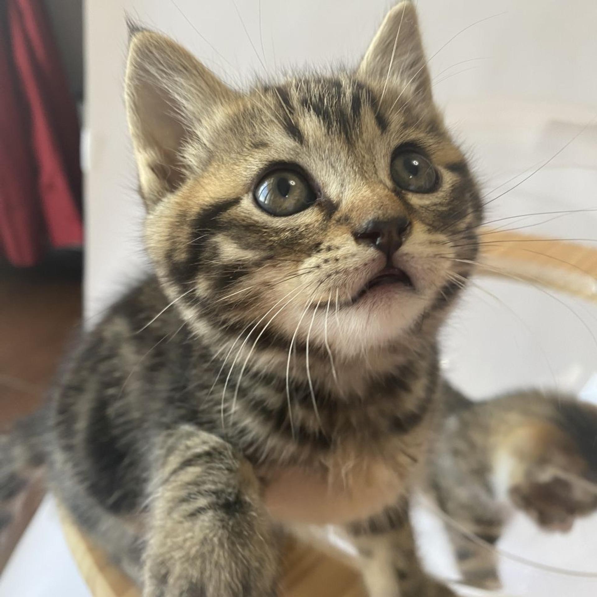 pet-image-9