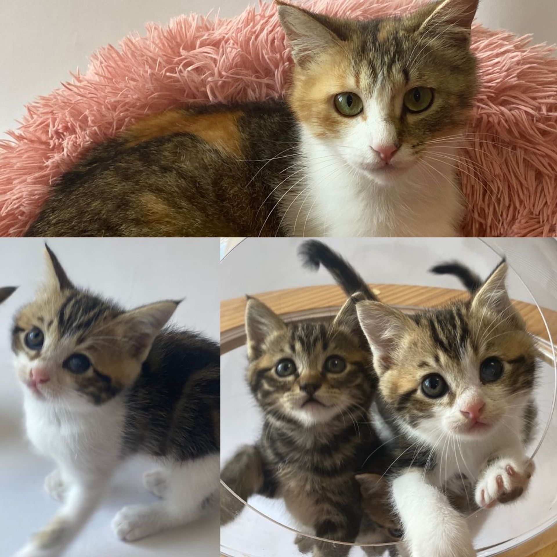 thumbnail-10
