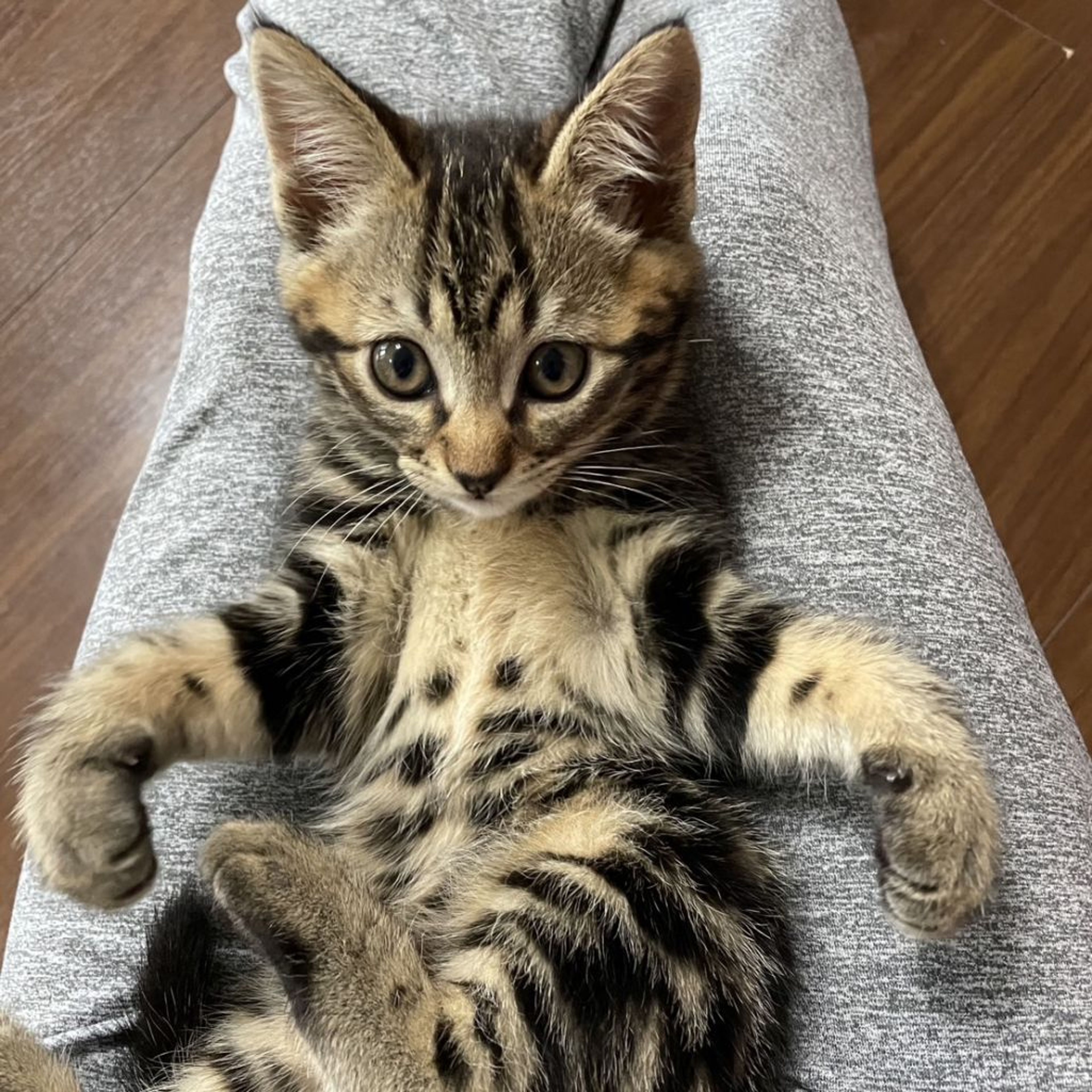 6/11芝浦】全身ブラウンクラシックタビー柄のアメショ風 | 雑種