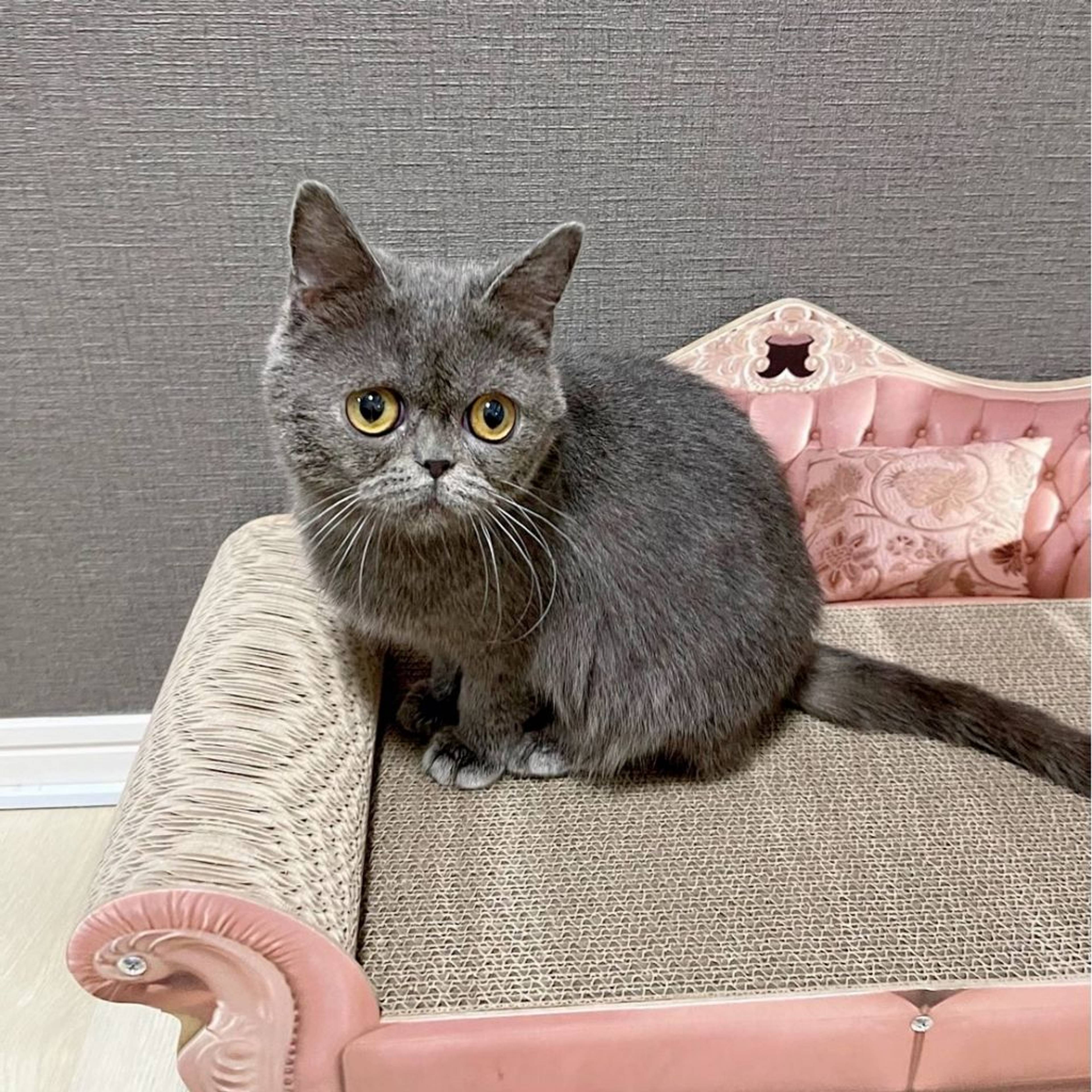 ブリティッシュショートヘア・メスの里親募集の写真