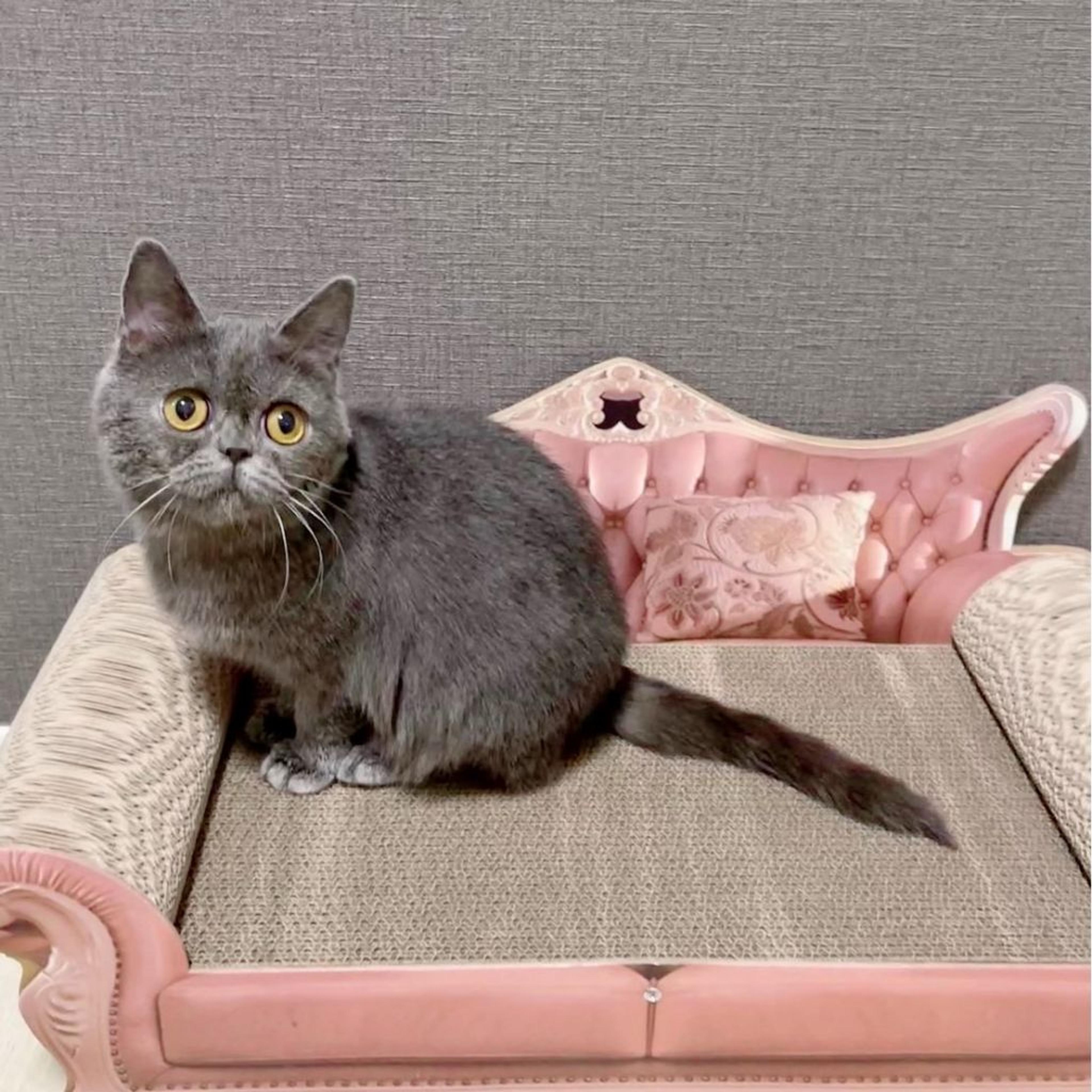 pet-image-3