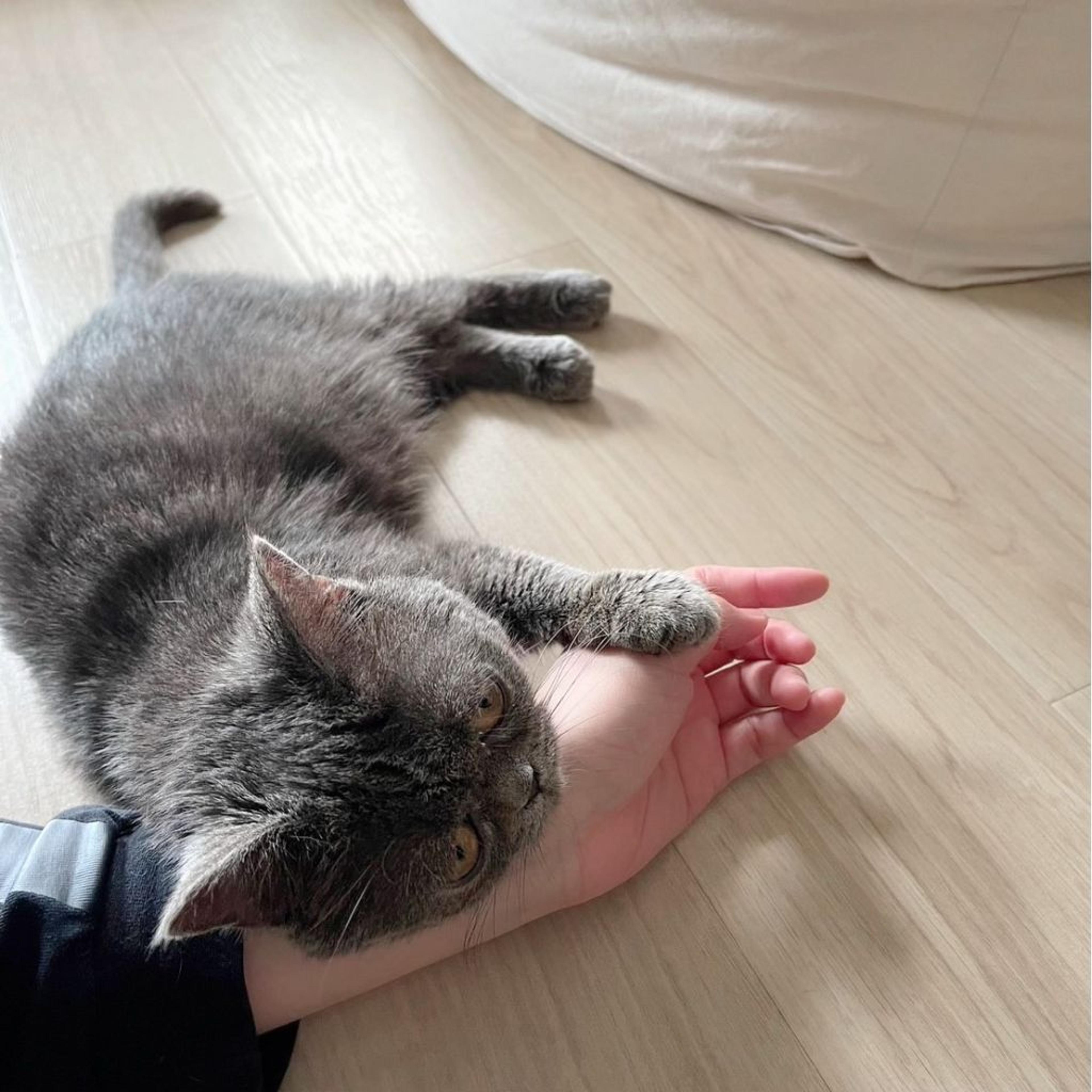 pet-image-6