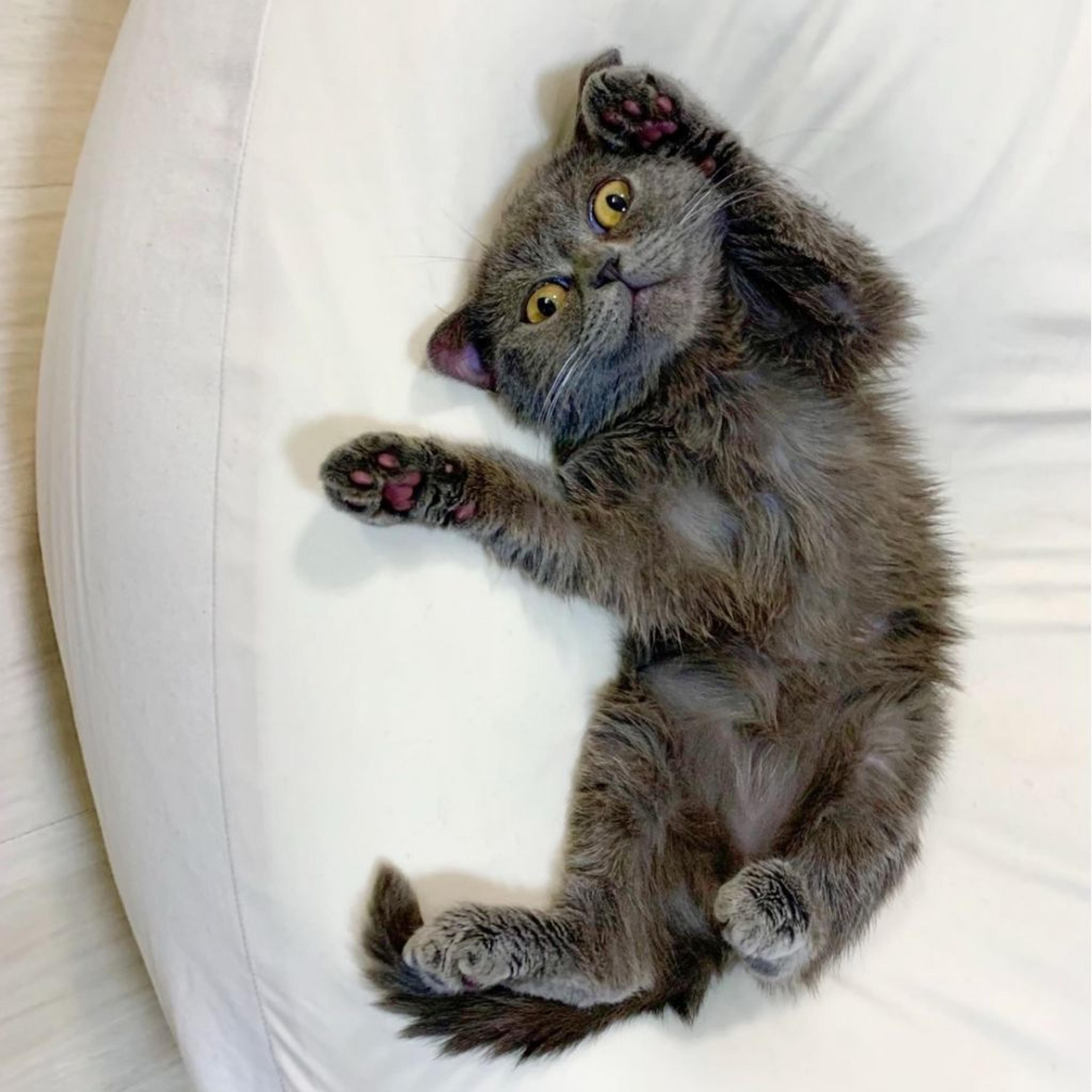 pet-image-4