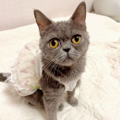ルーナ